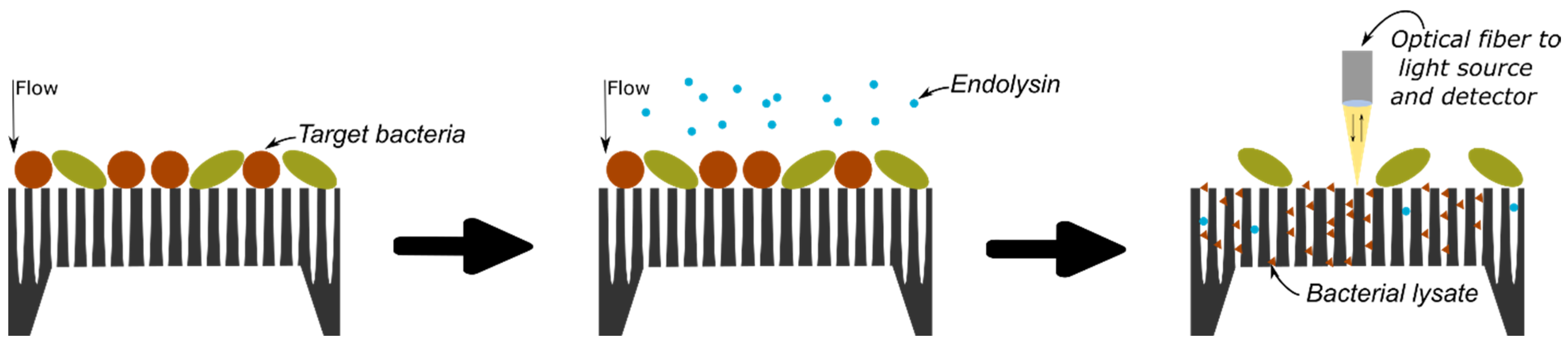 Biosensors 14 00104 g001