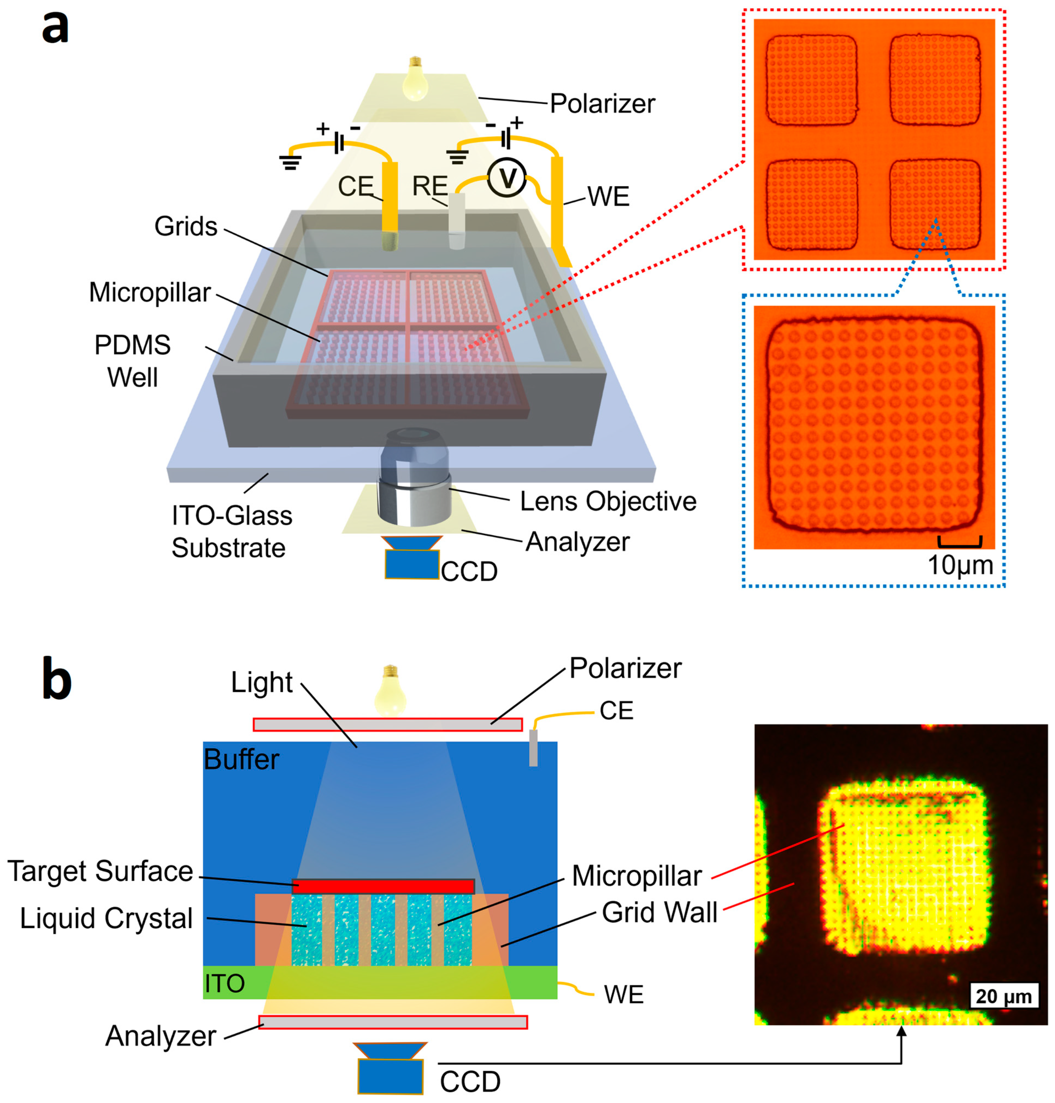 Biosensors 14 00199 g001