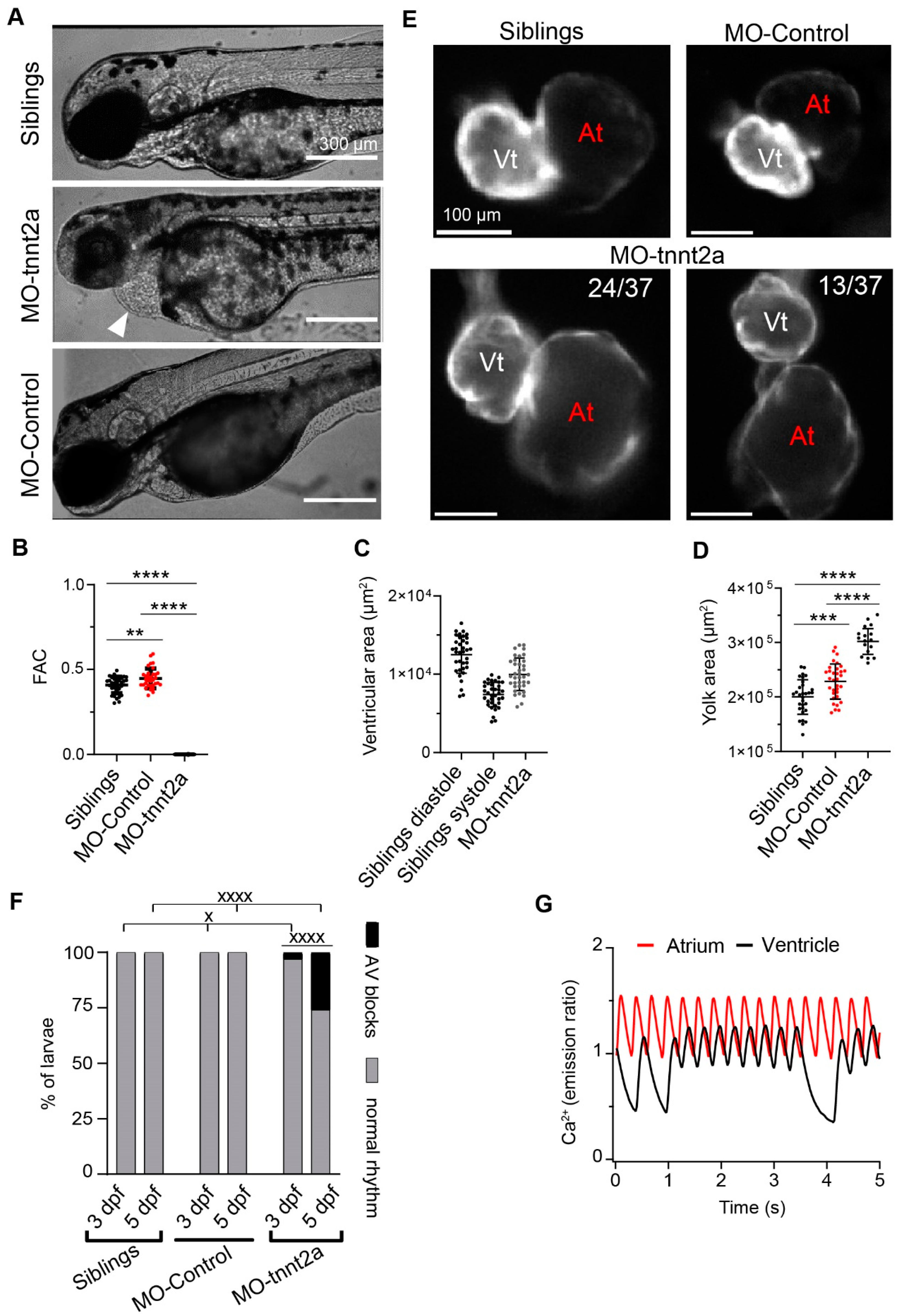 Biosensors 14 00219 g001