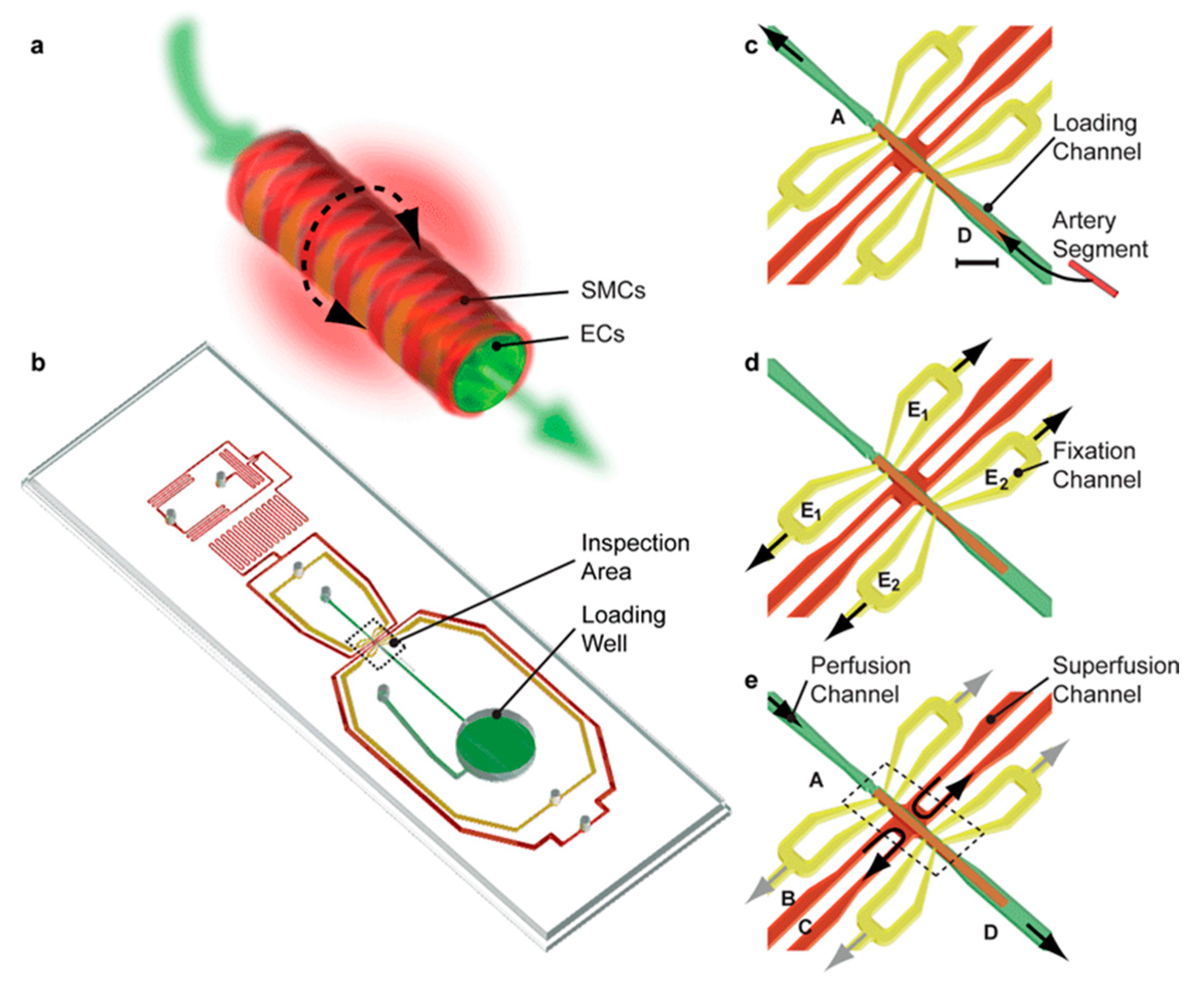 Biosensors 14 00225 g004