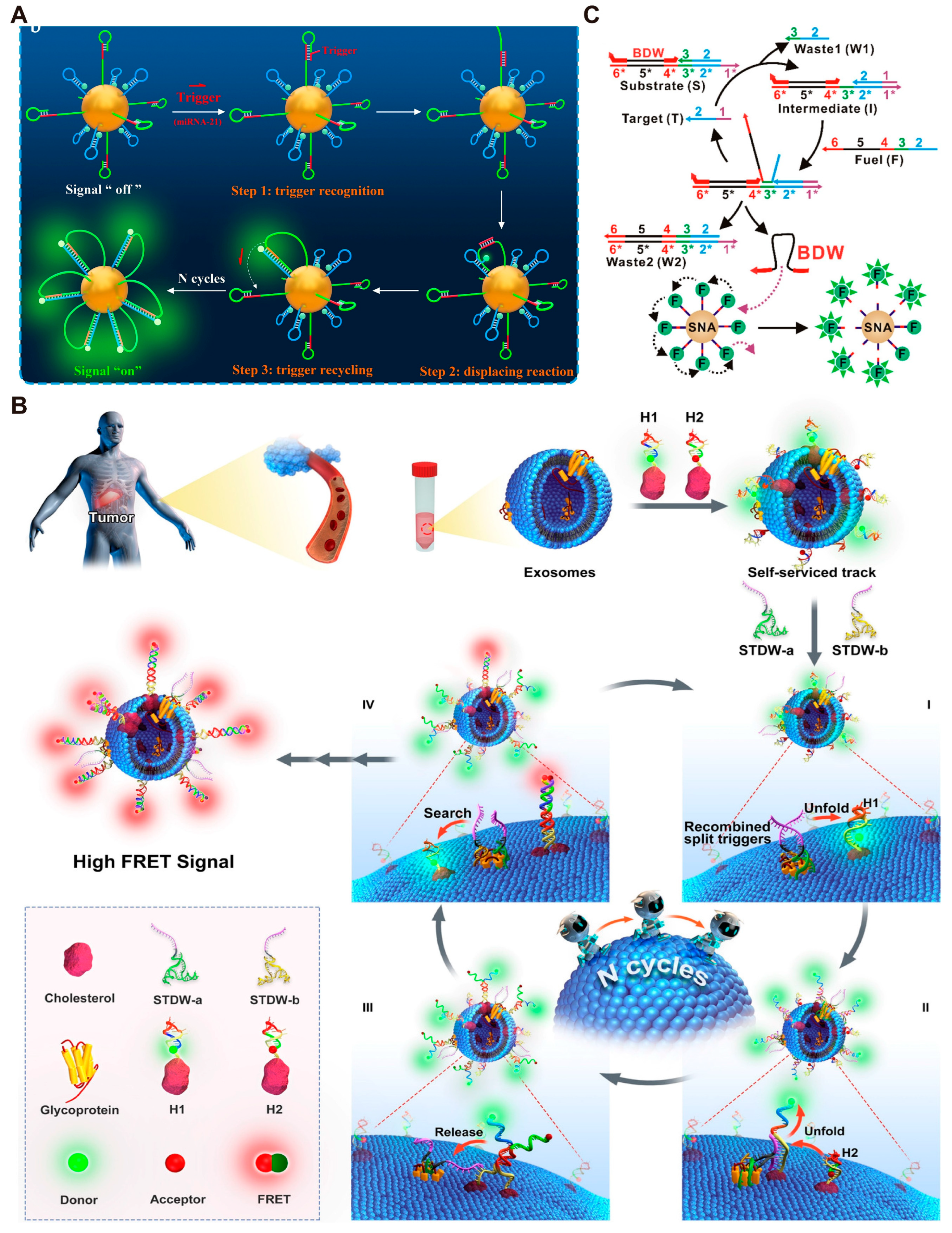 Biosensors 14 00236 g005