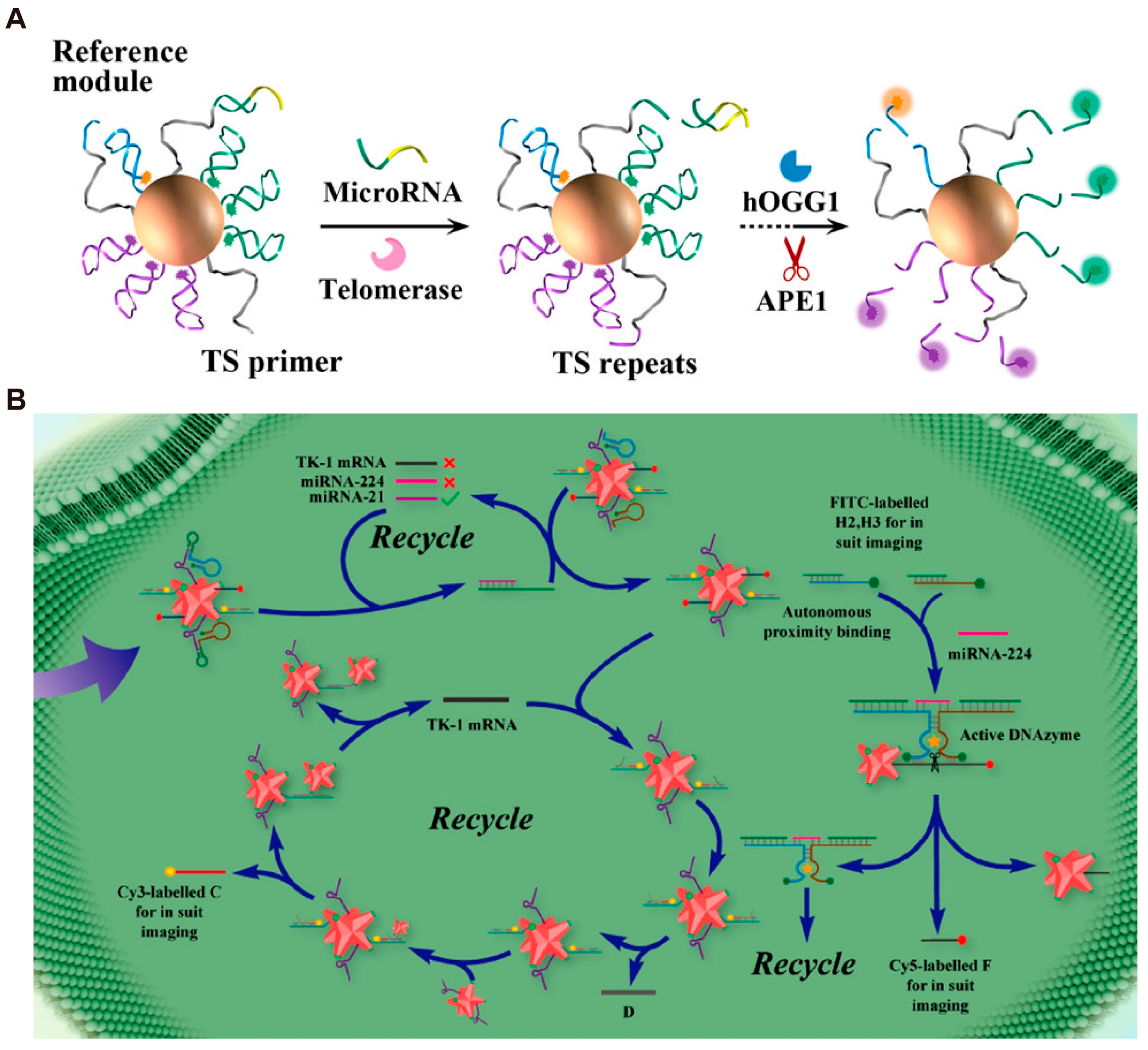 Biosensors 14 00236 g007
