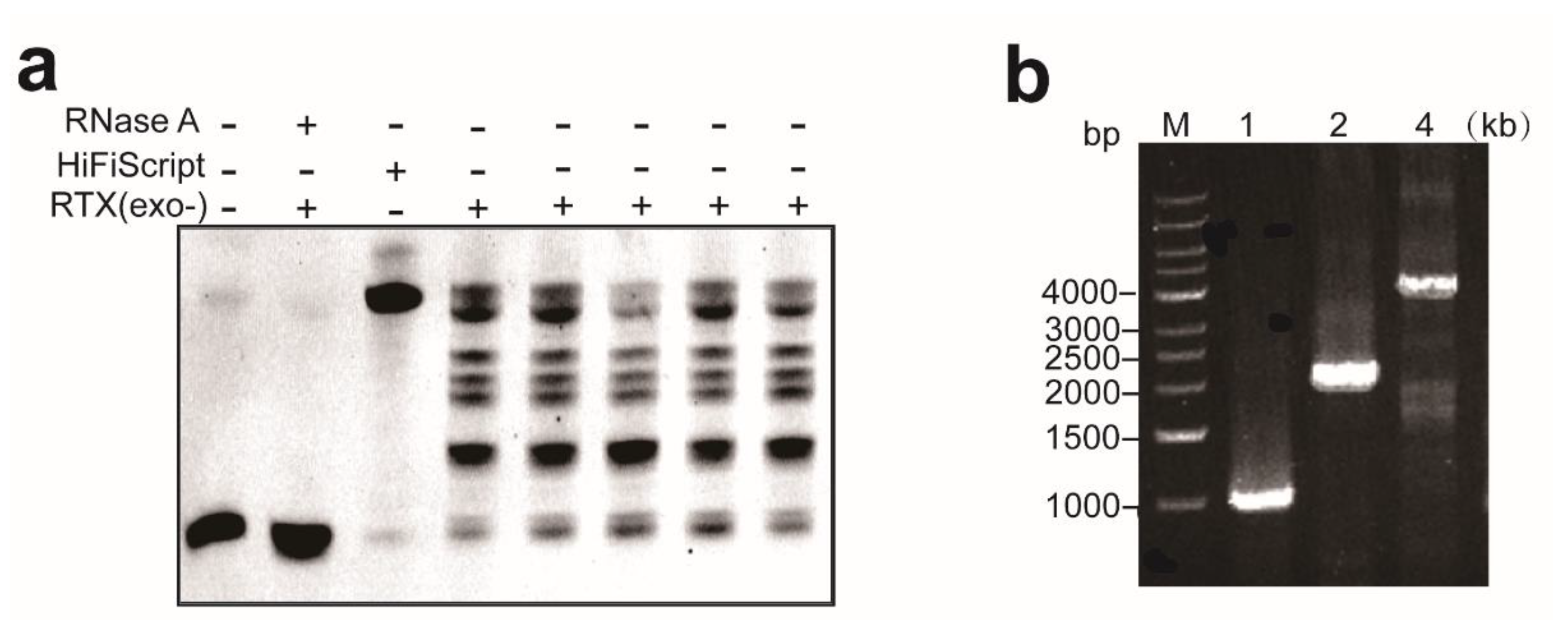 Biosensors 14 00245 g004