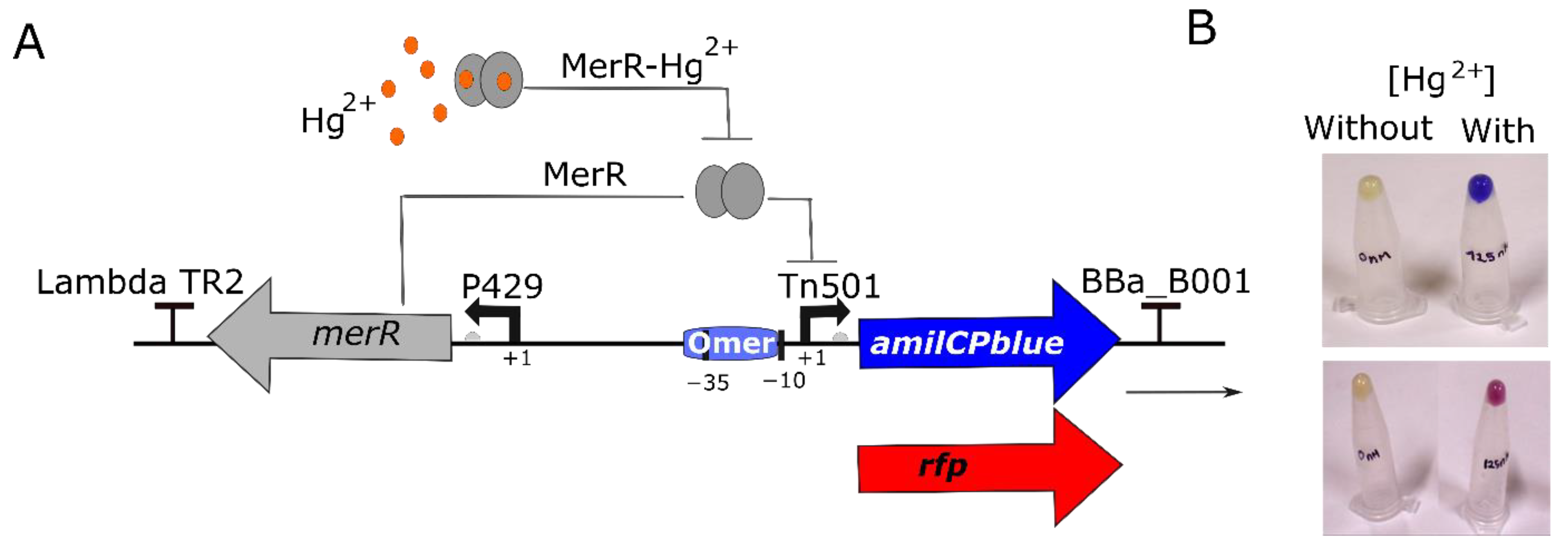 Biosensors 14 00246 g001