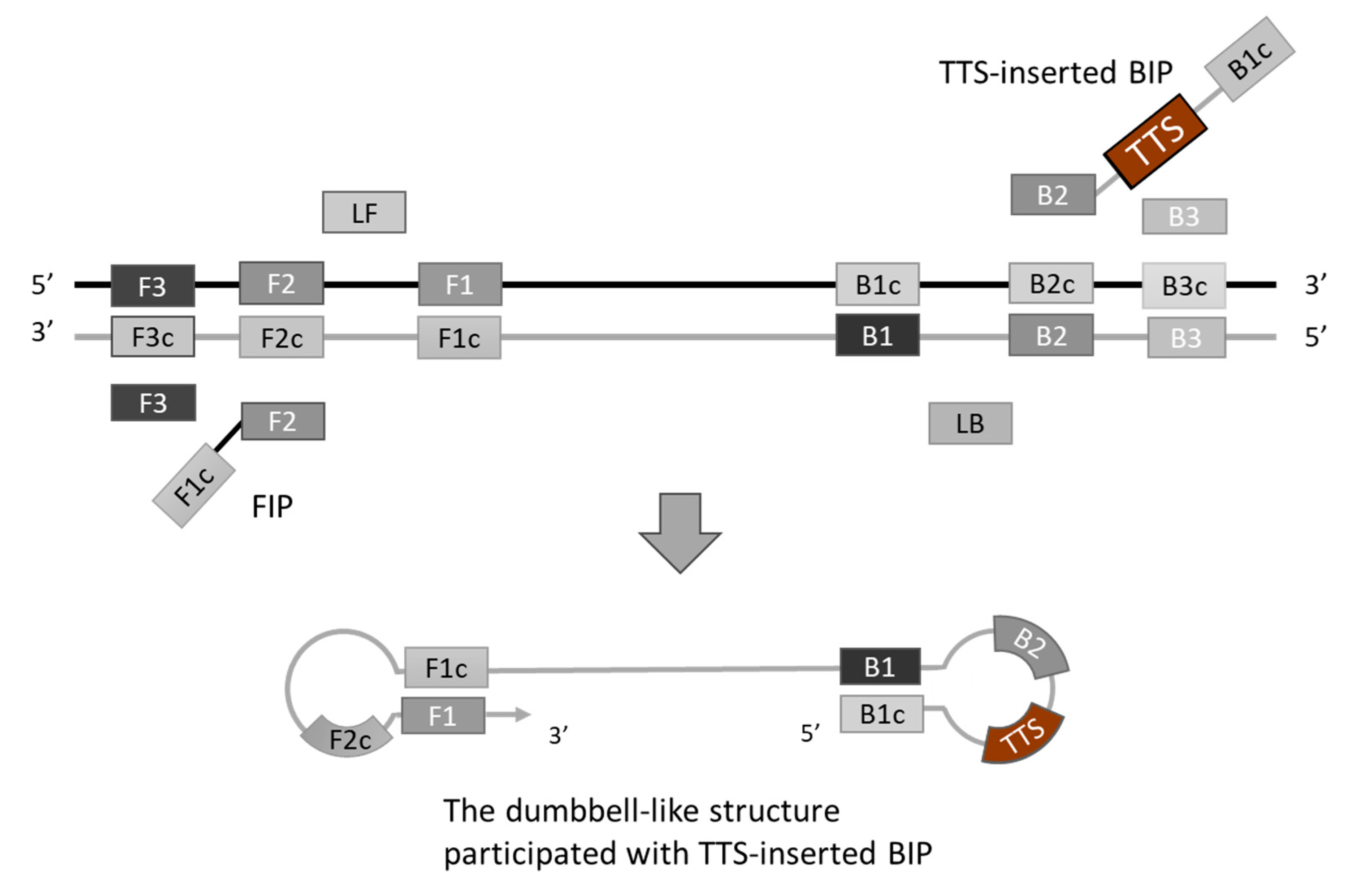Biosensors 14 00257 g002