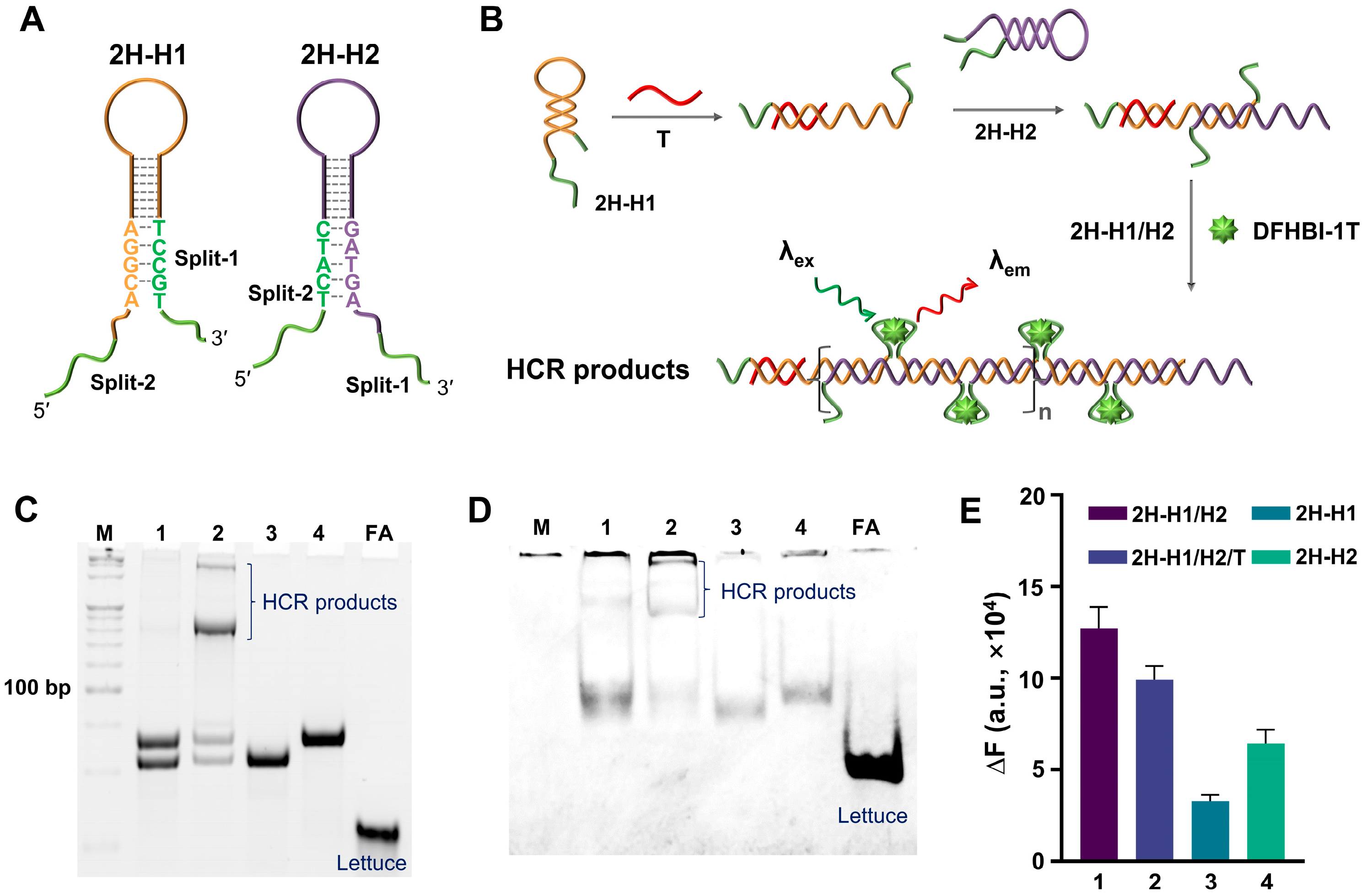 Biosensors 14 00274 g002