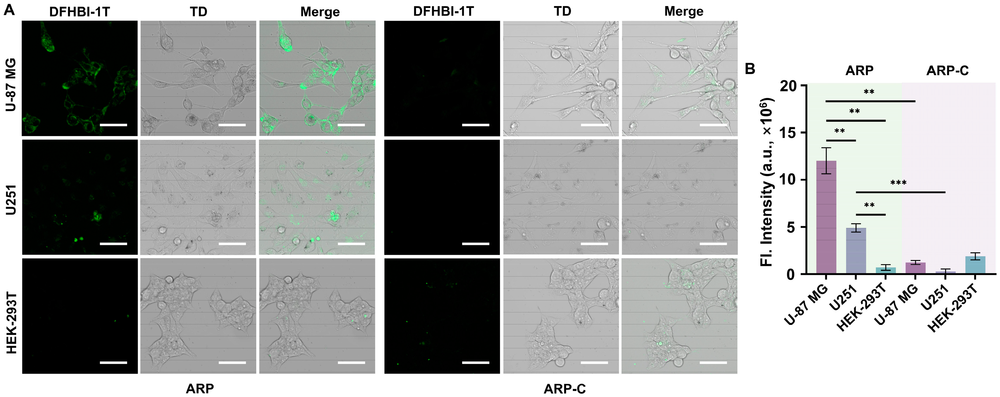 Biosensors 14 00274 g006