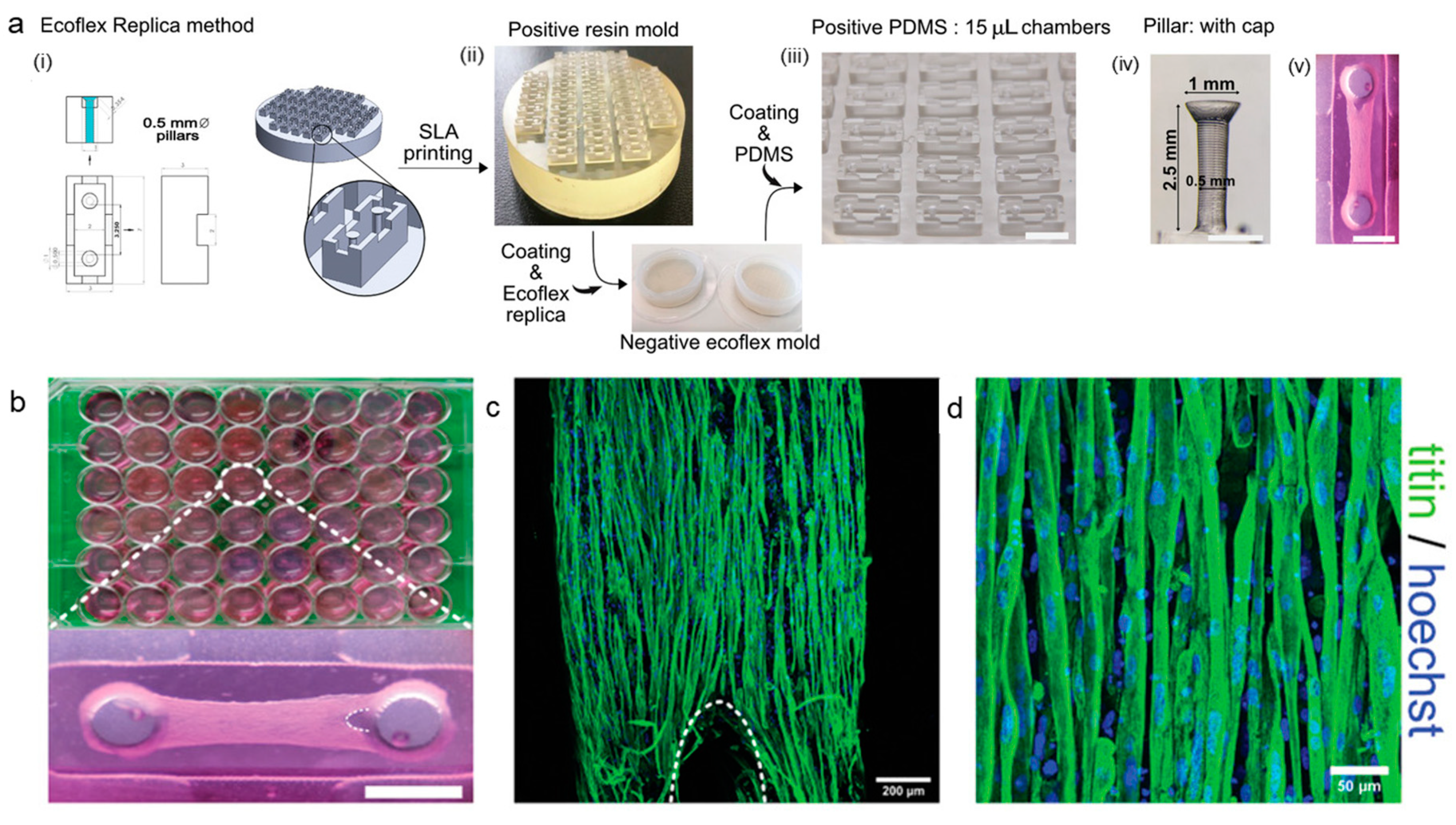Biosensors 14 00301 g004