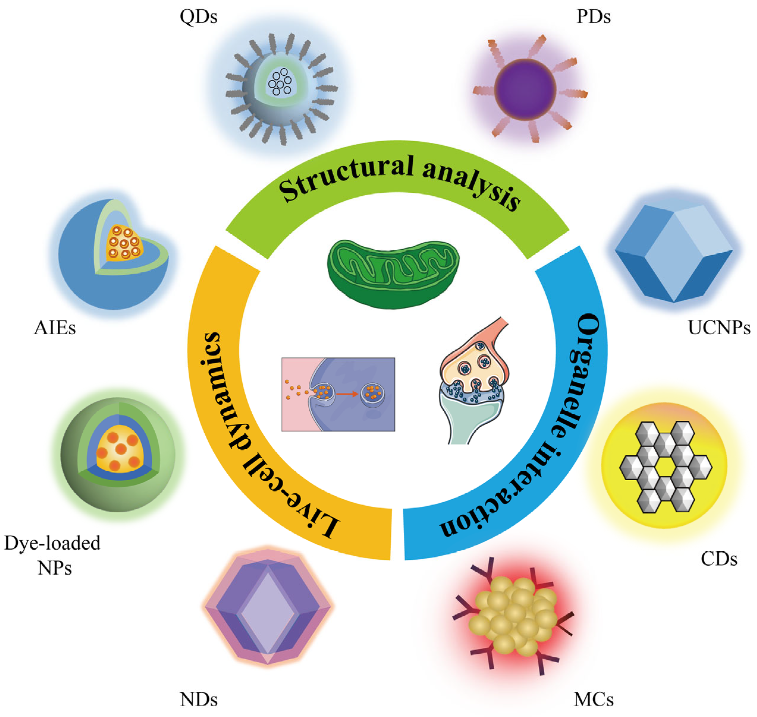 Biosensors 14 00314 g001