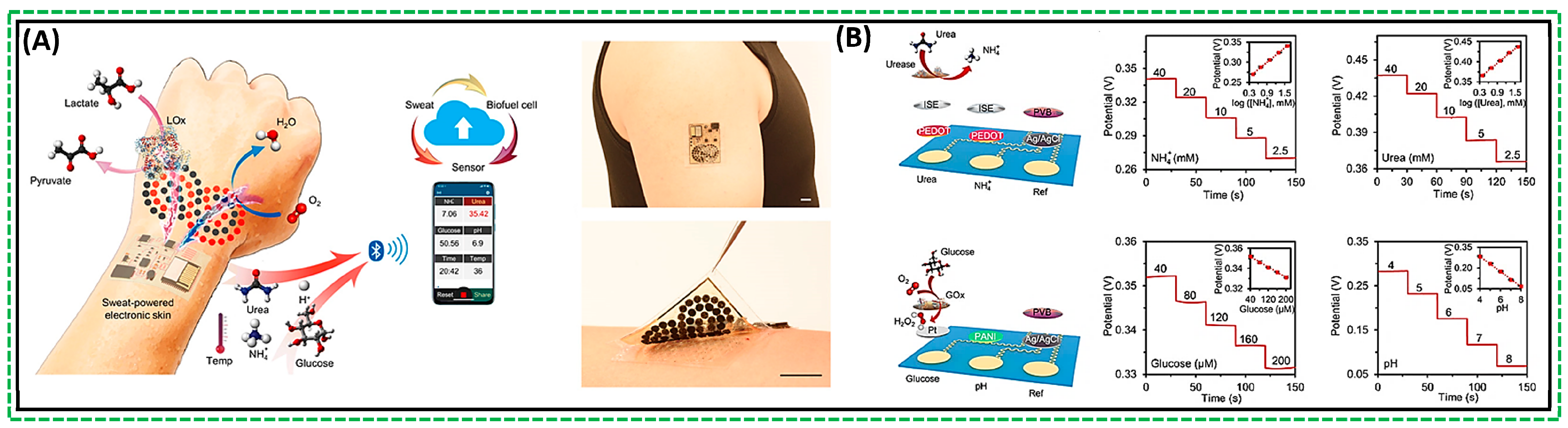 Biosensors 14 00316 g004