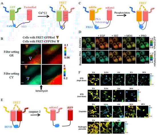 Biosensors 14 00359 g008
