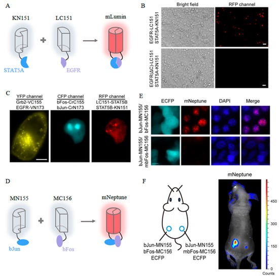 Biosensors 14 00359 g009