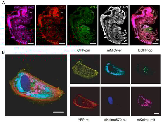 Biosensors 14 00359 g012