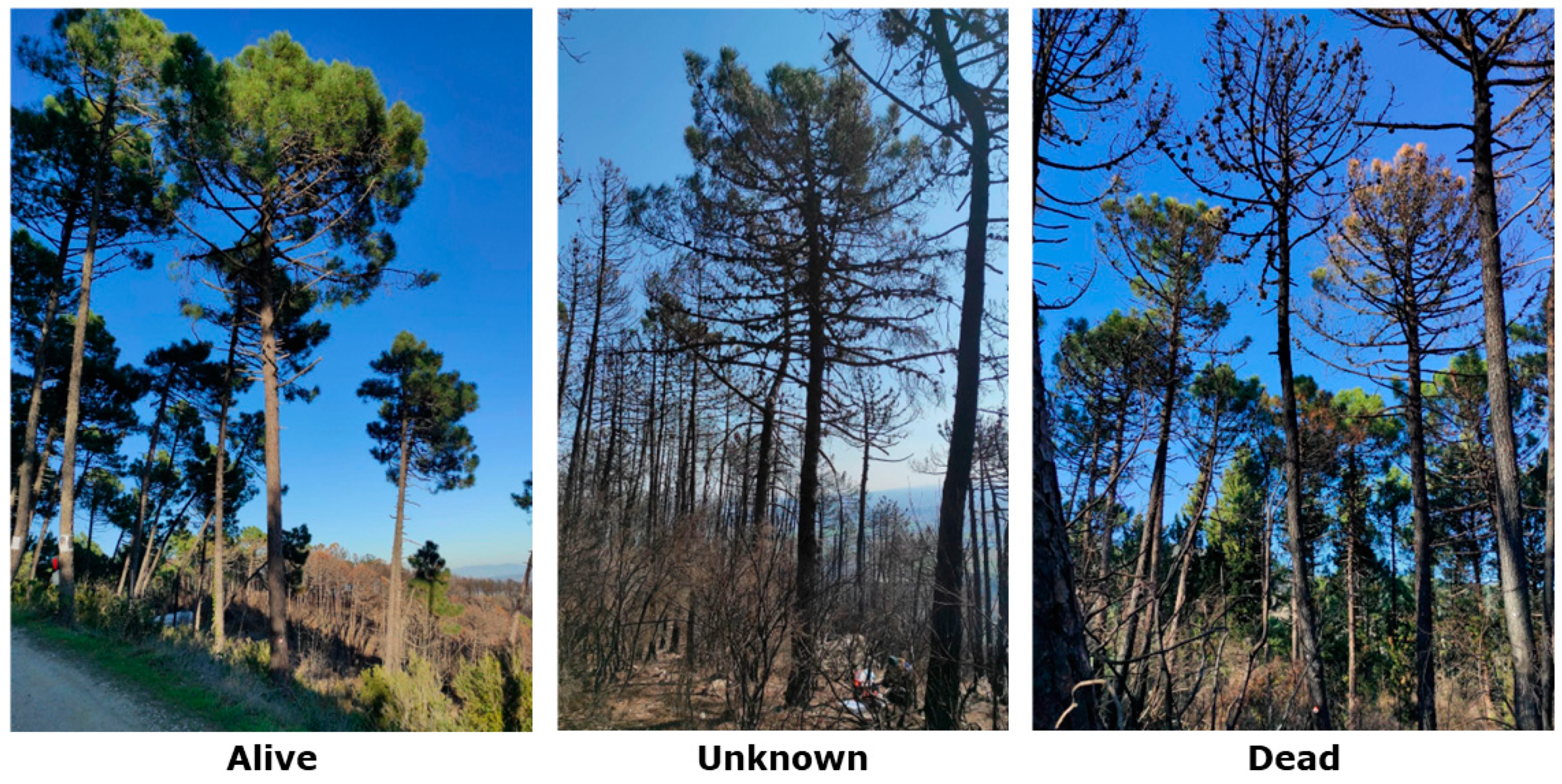 Biosensors 14 00373 g001