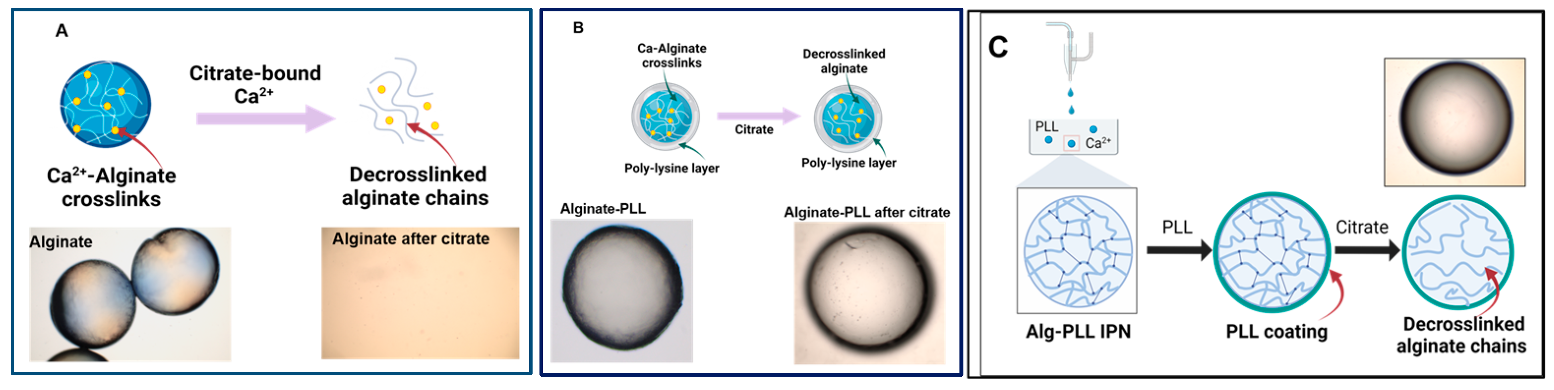 Biosensors 14 00383 g007