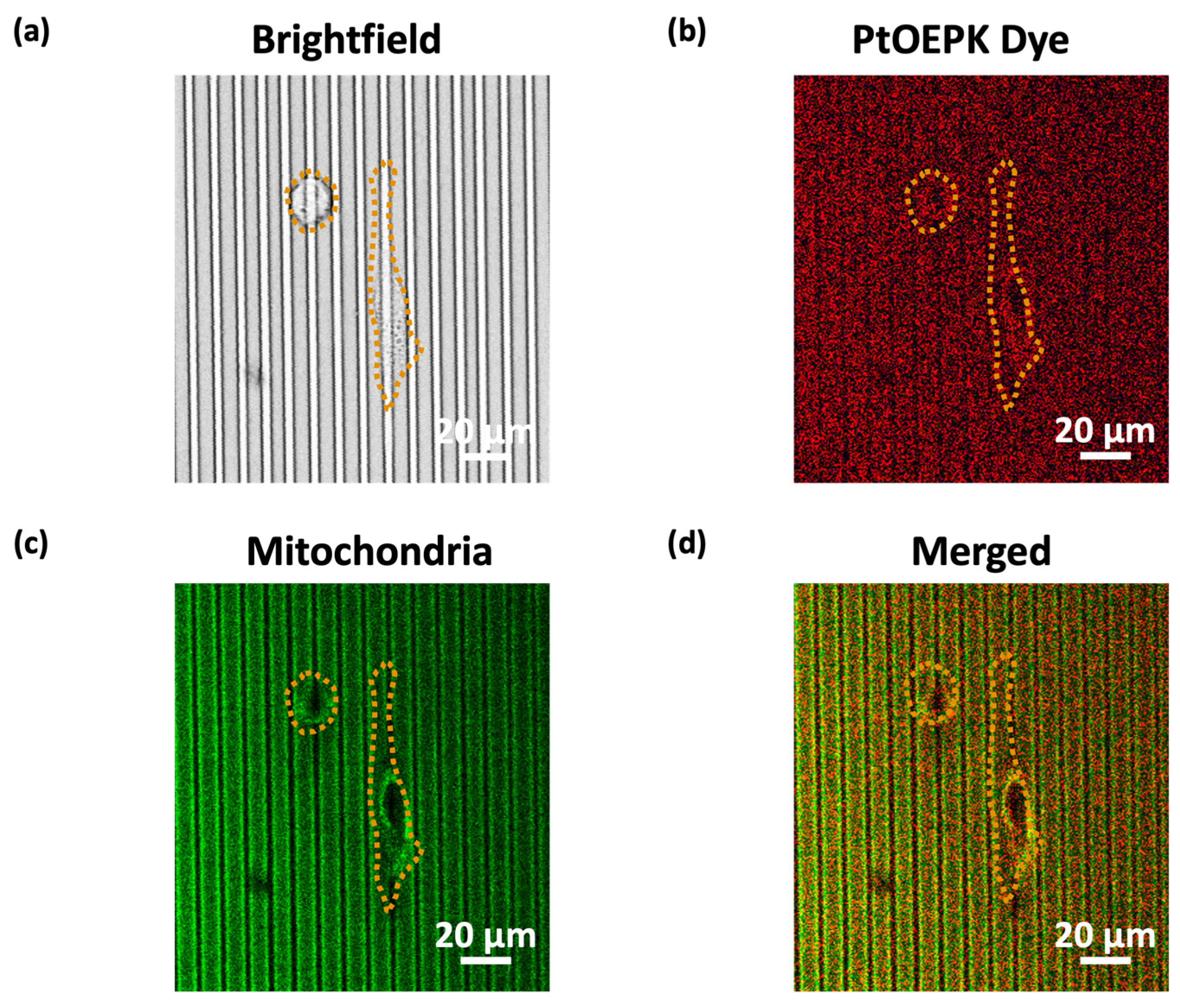 Biosensors 14 00389 g006