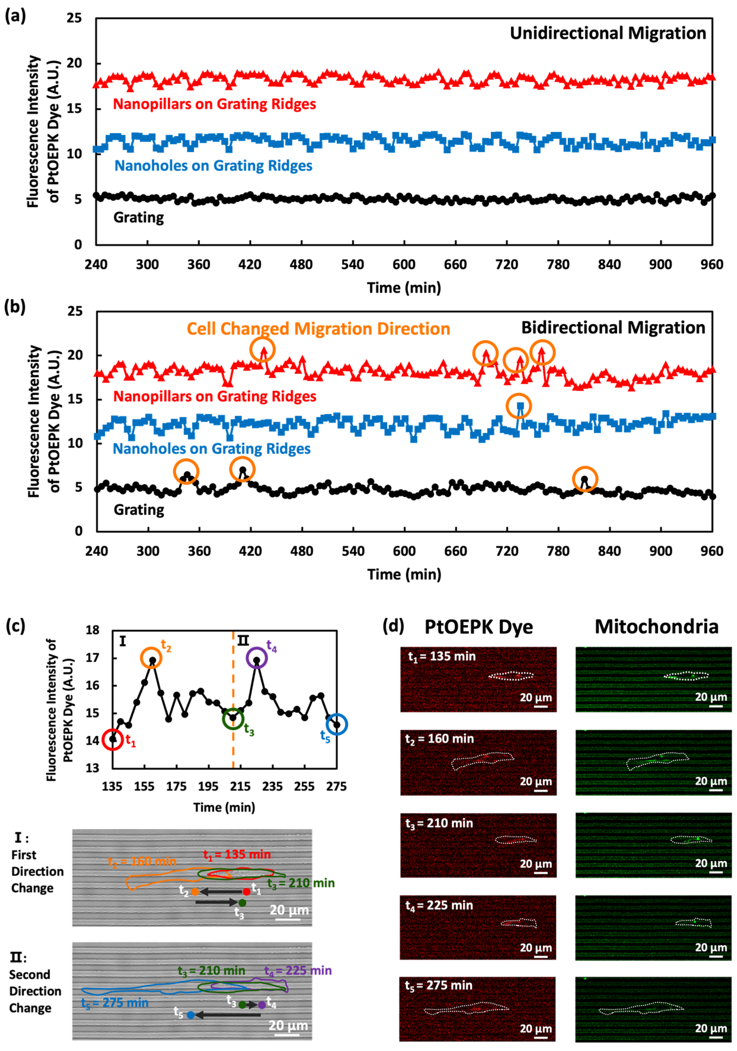 Biosensors 14 00389 g007