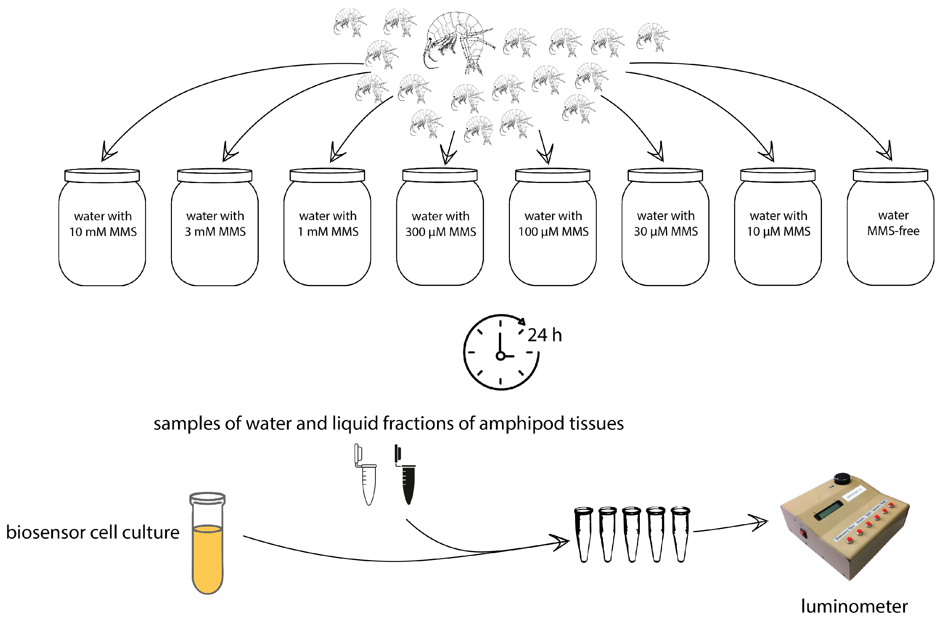 Biosensors 14 00427 g001