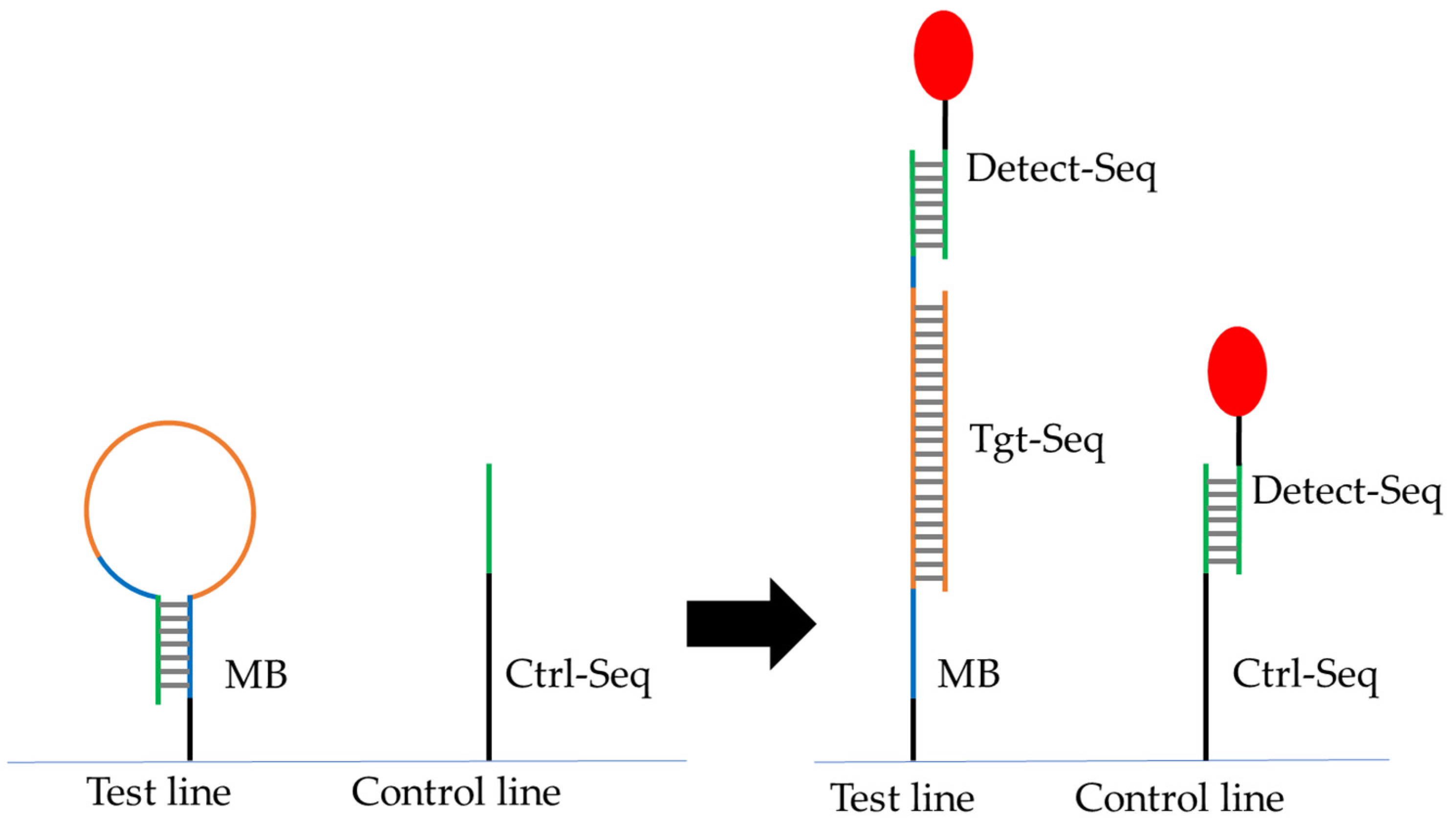 Biosensors 14 00430 g003