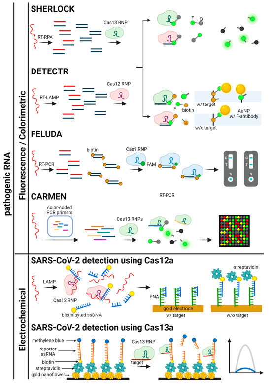 Biosensors 14 00460 g005