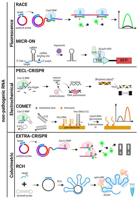 Biosensors 14 00460 g006