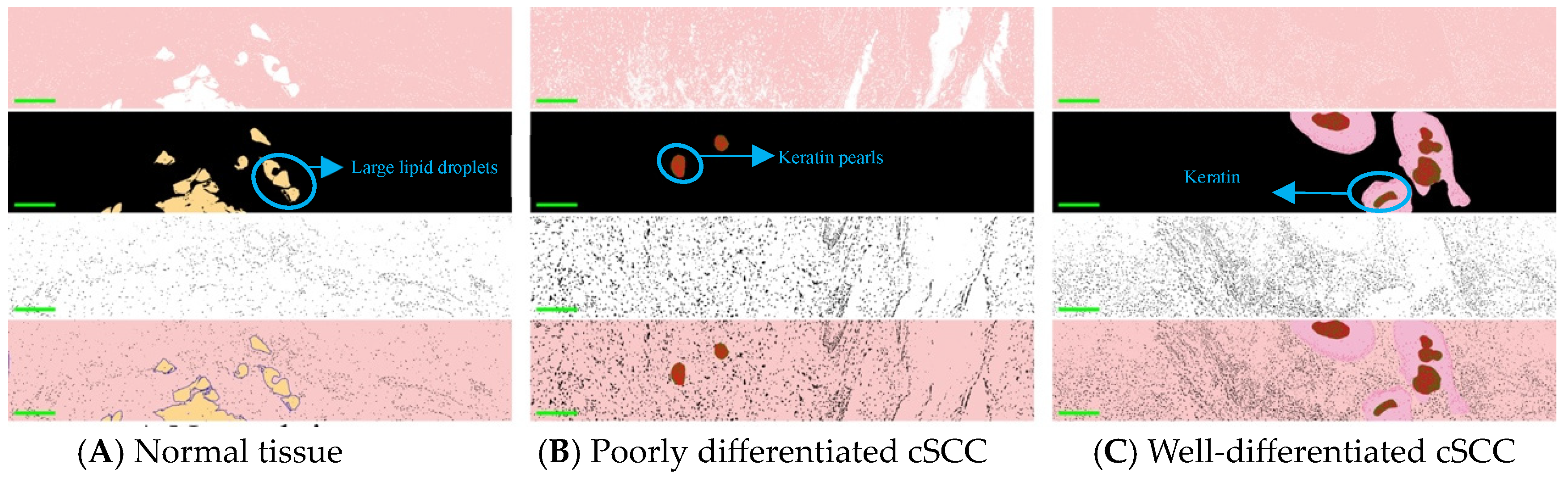 Biosensors 14 00467 g003