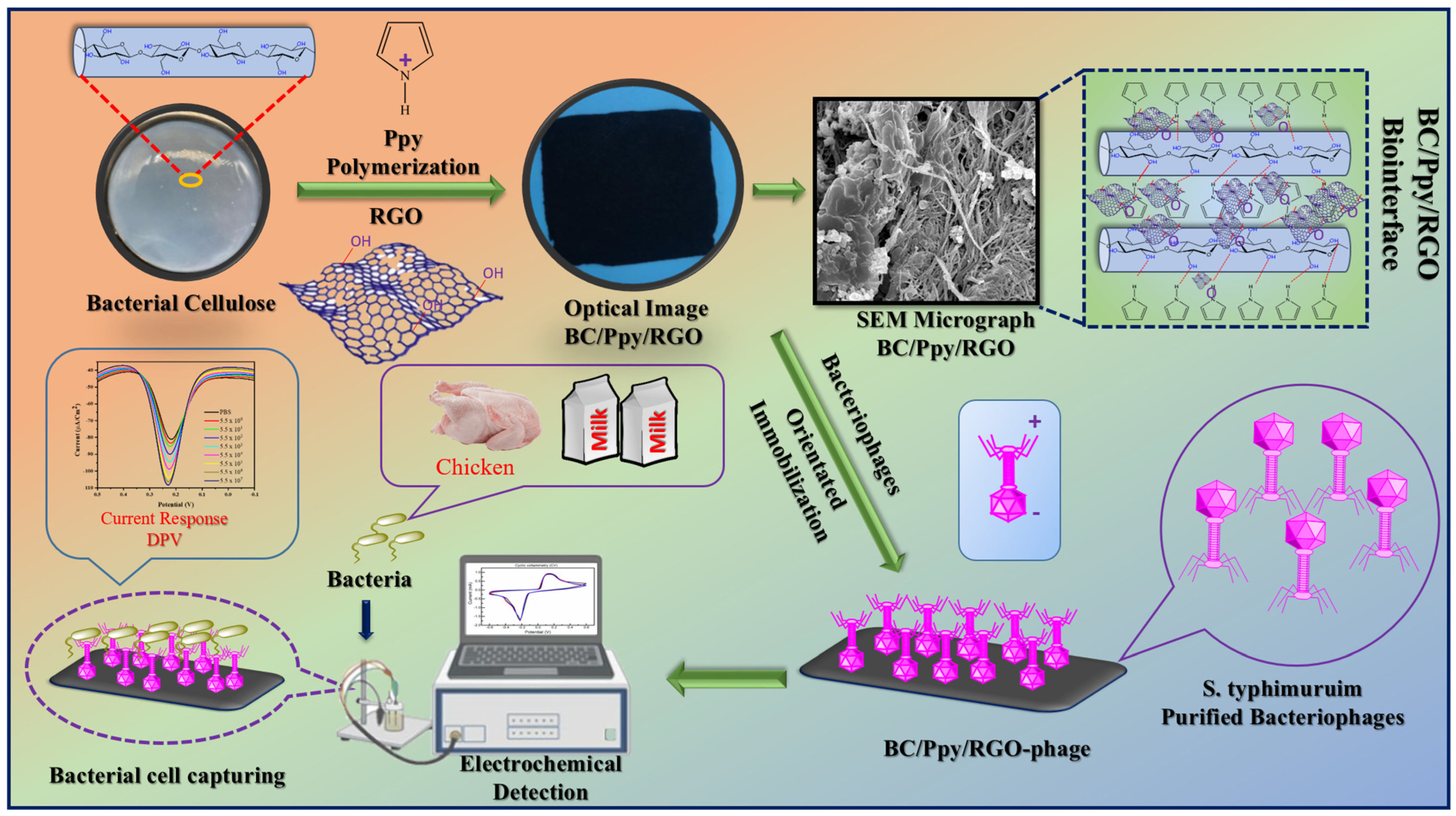 Biosensors 14 00500 g001