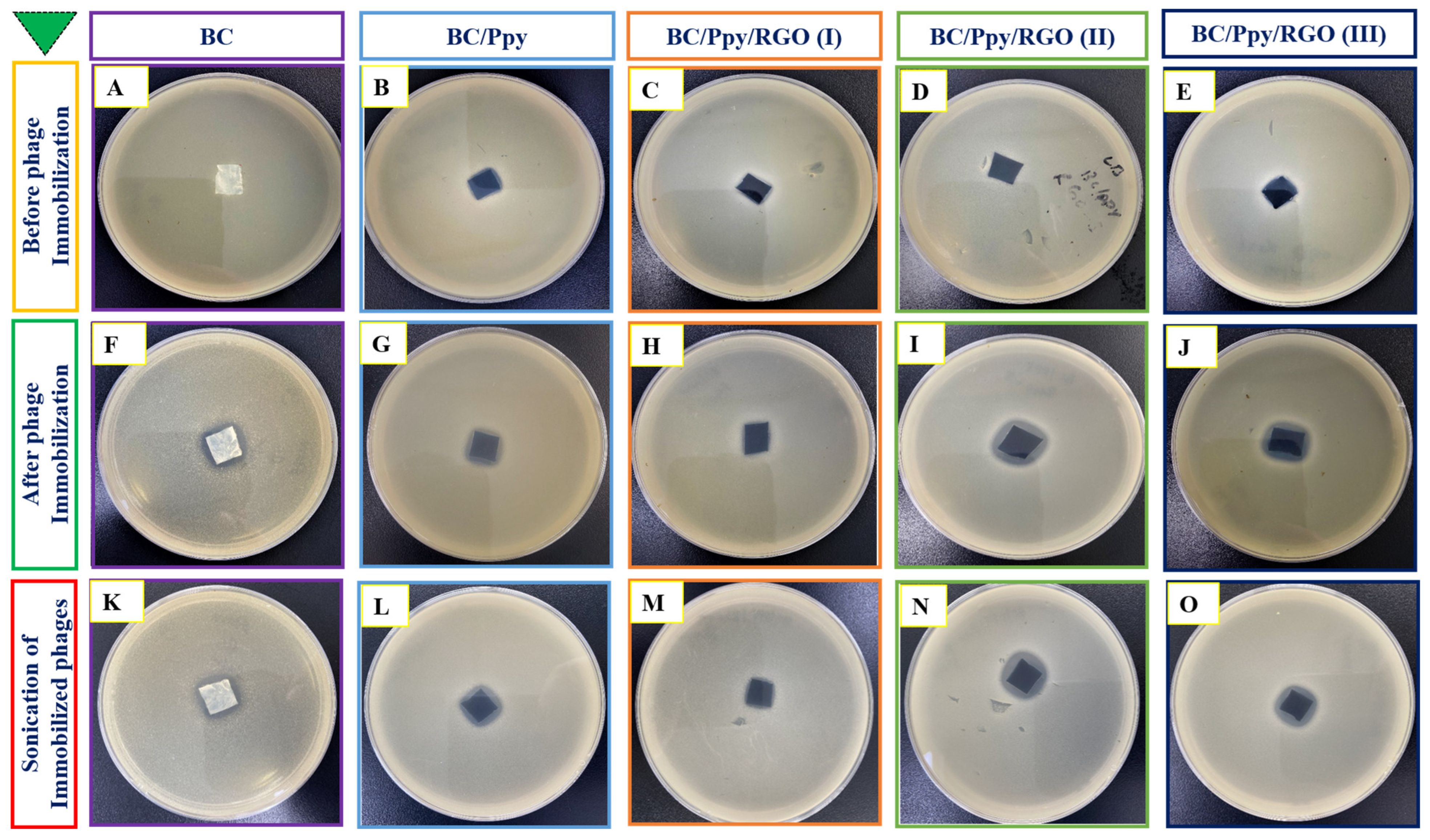 Biosensors 14 00500 g004