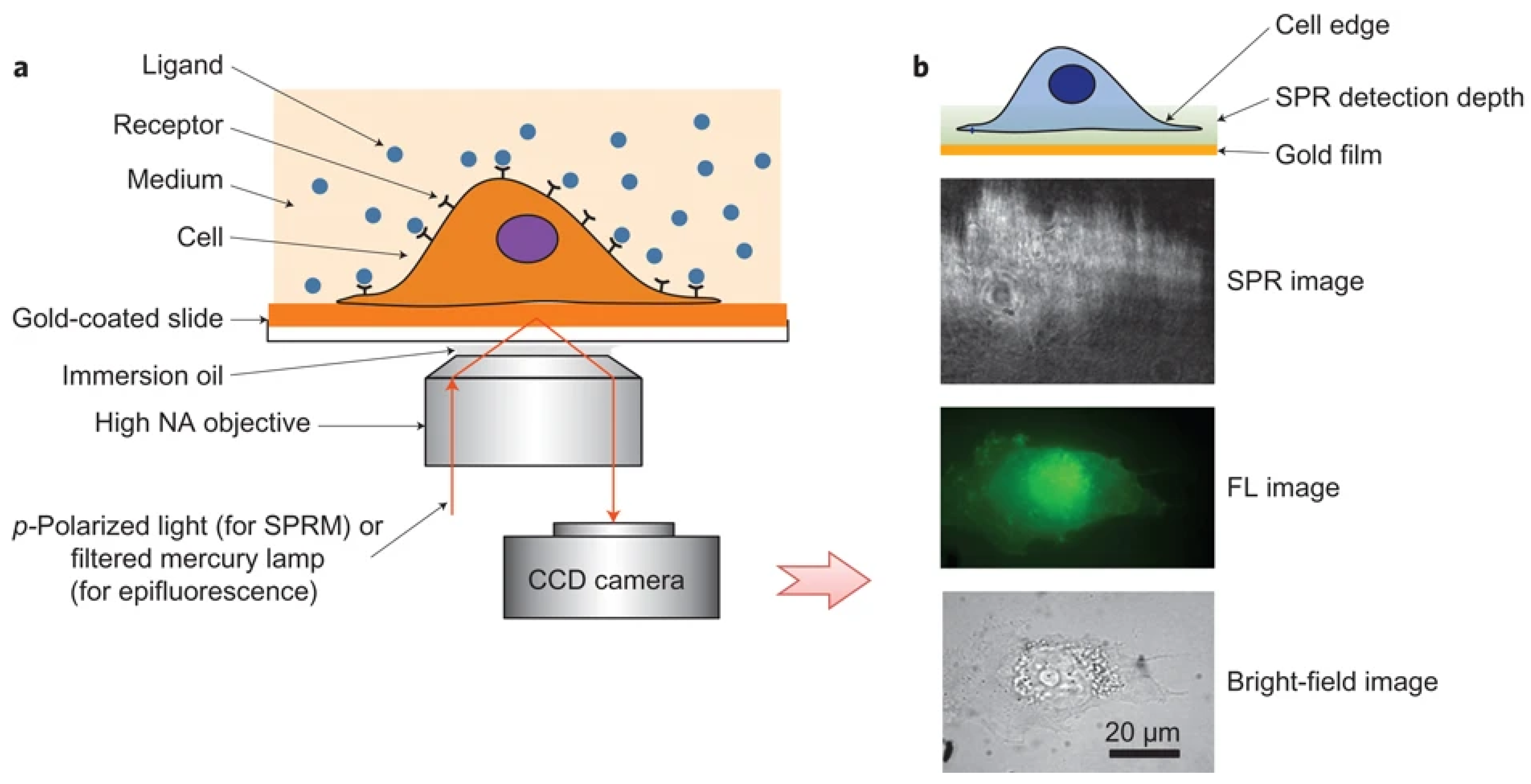 Biosensors 14 00537 g002