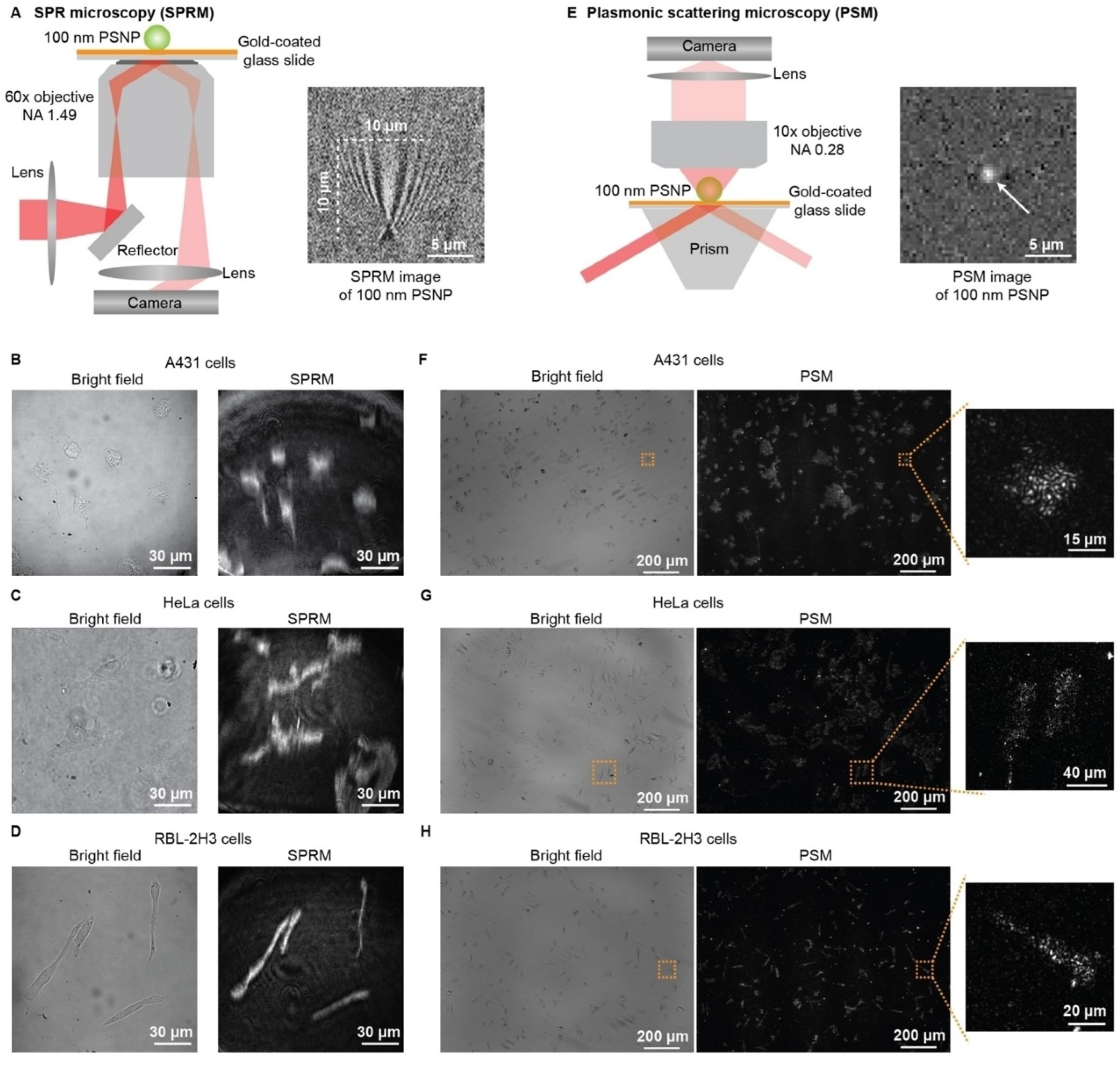Biosensors 14 00537 g005