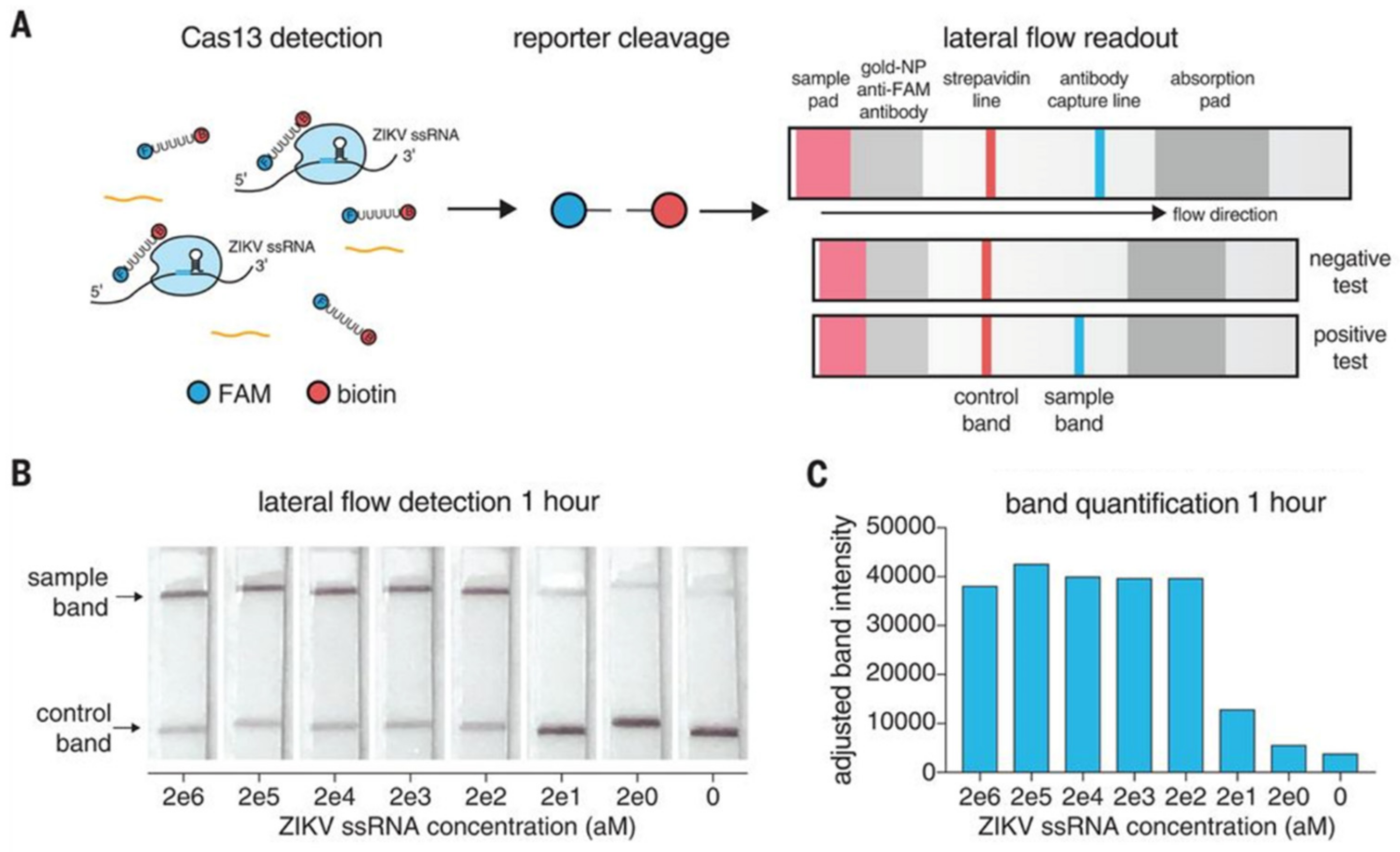 Biosensors 14 00541 g005