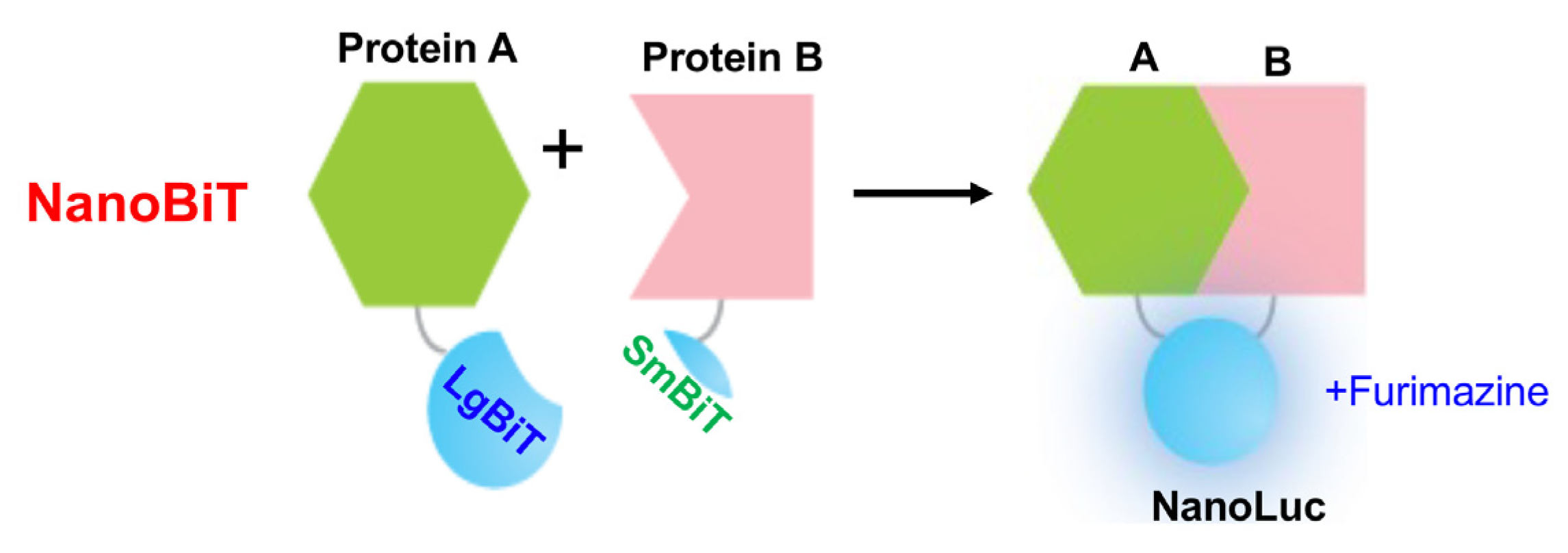 Biosensors 14 00570 g005