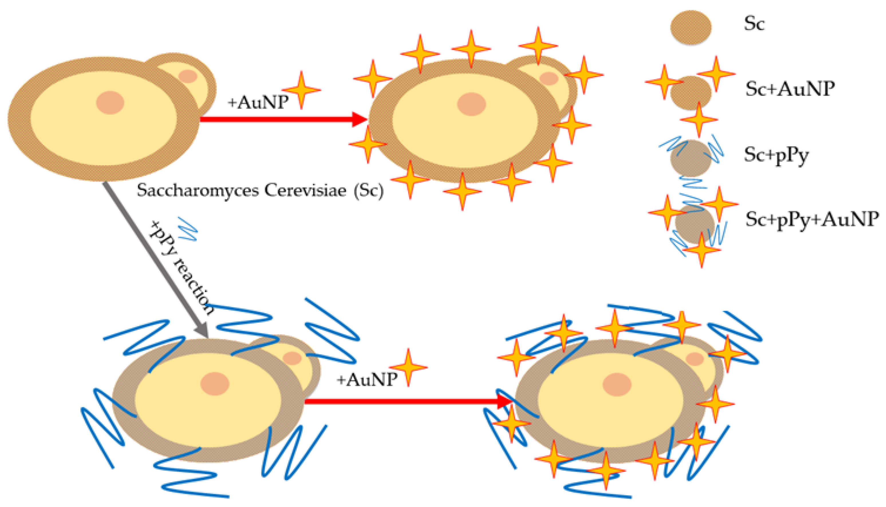 Biosensors 14 00572 g001