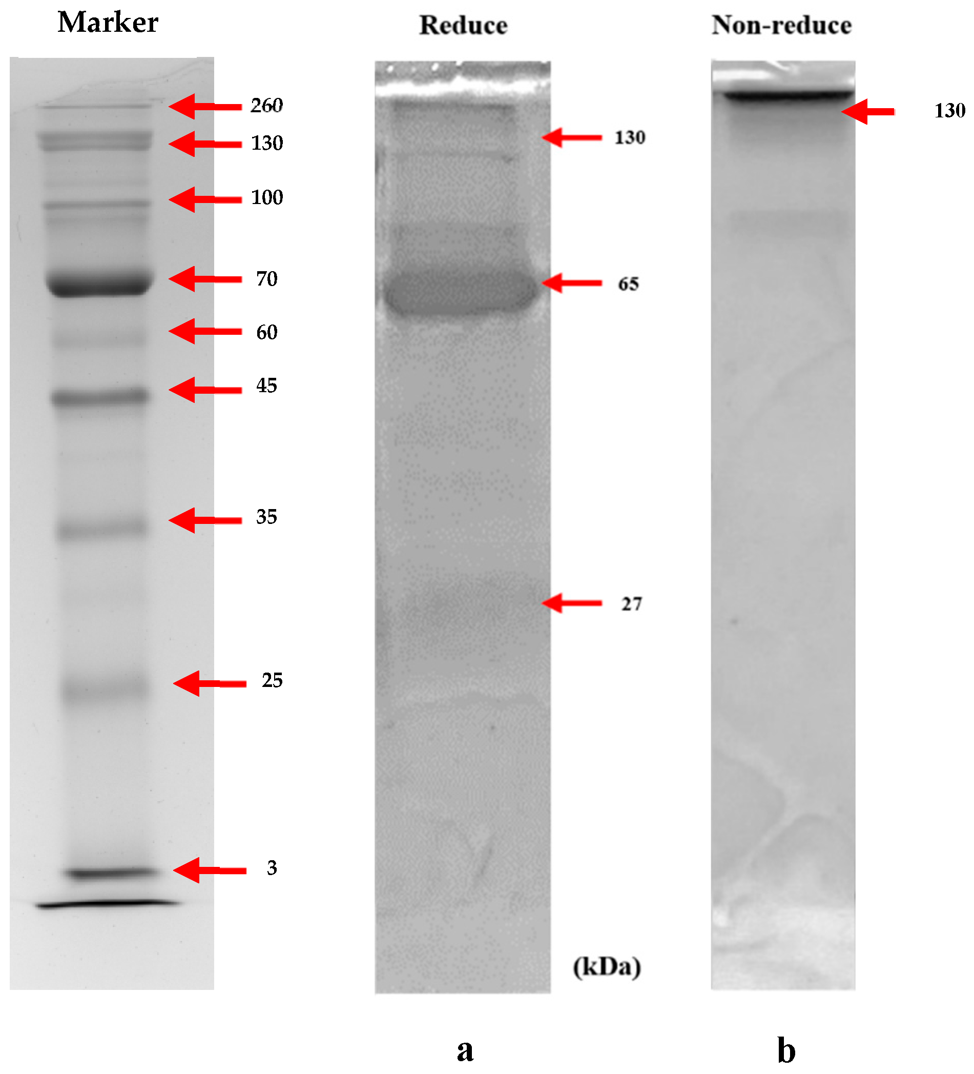 Biosensors 14 00588 g002