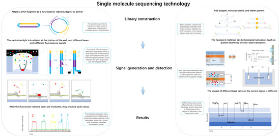 Biosensors 15 00004 g002