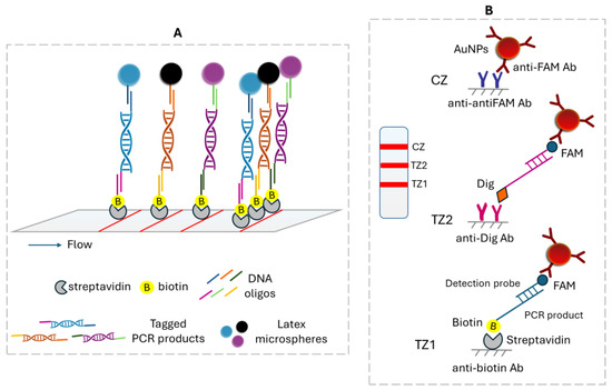 Biosensors 15 00068 g006