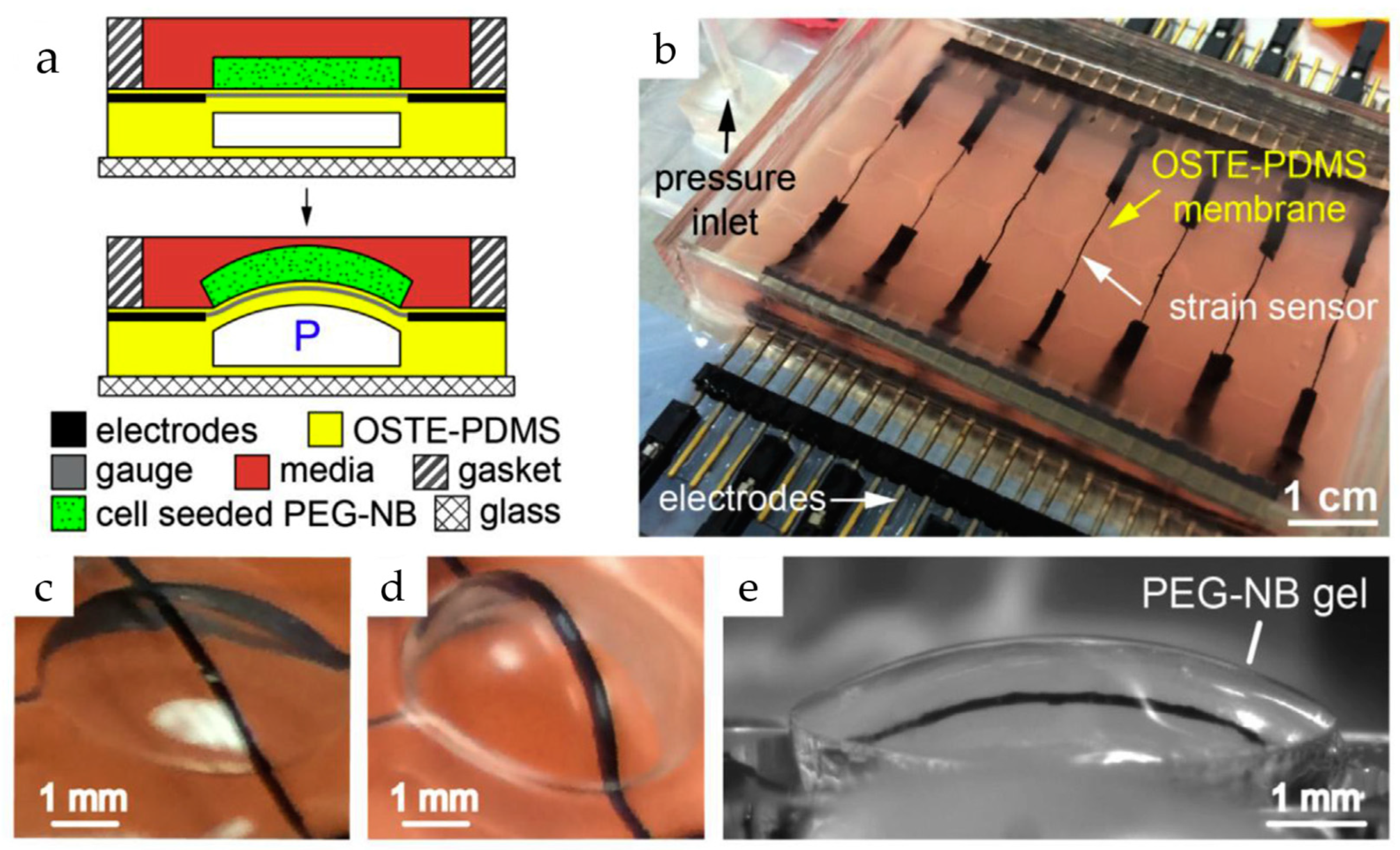 Biosensors 15 00076 g006