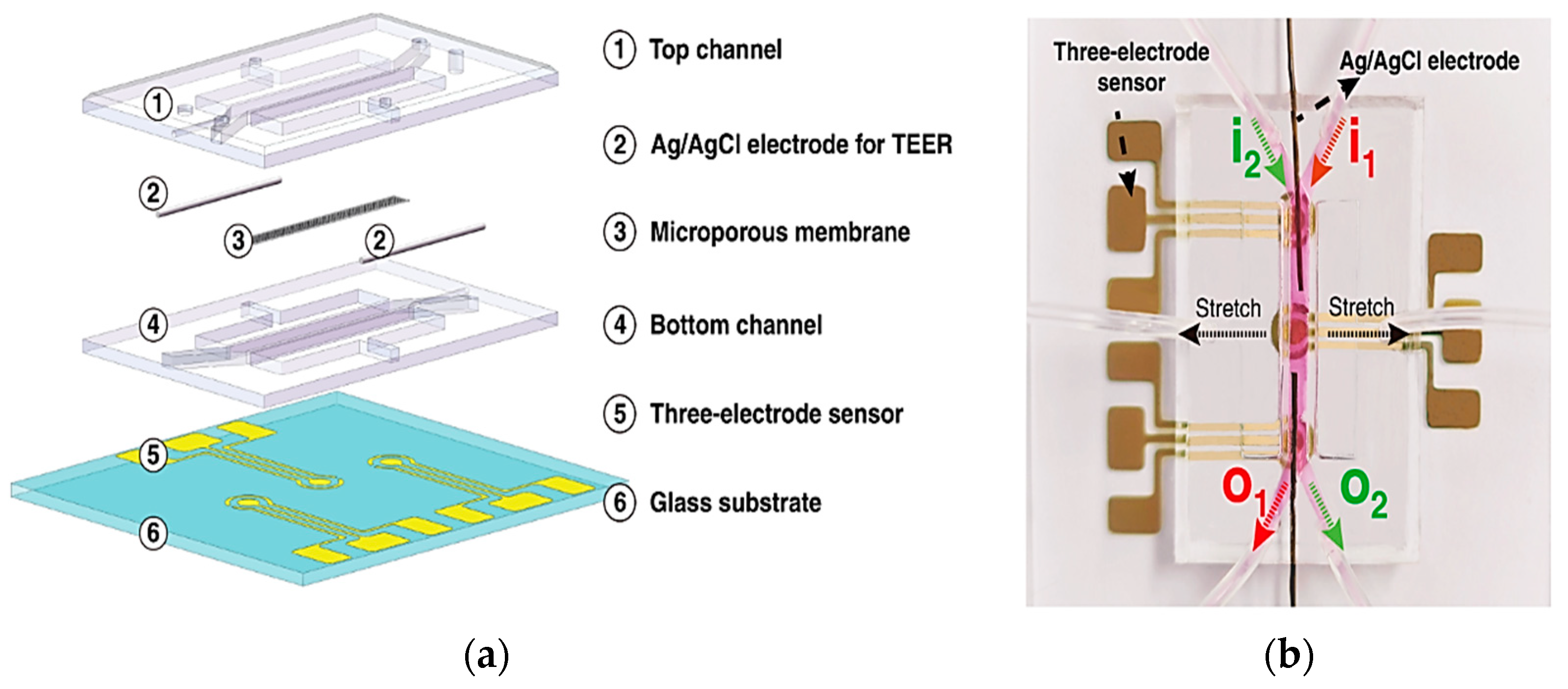 Biosensors 15 00076 g016
