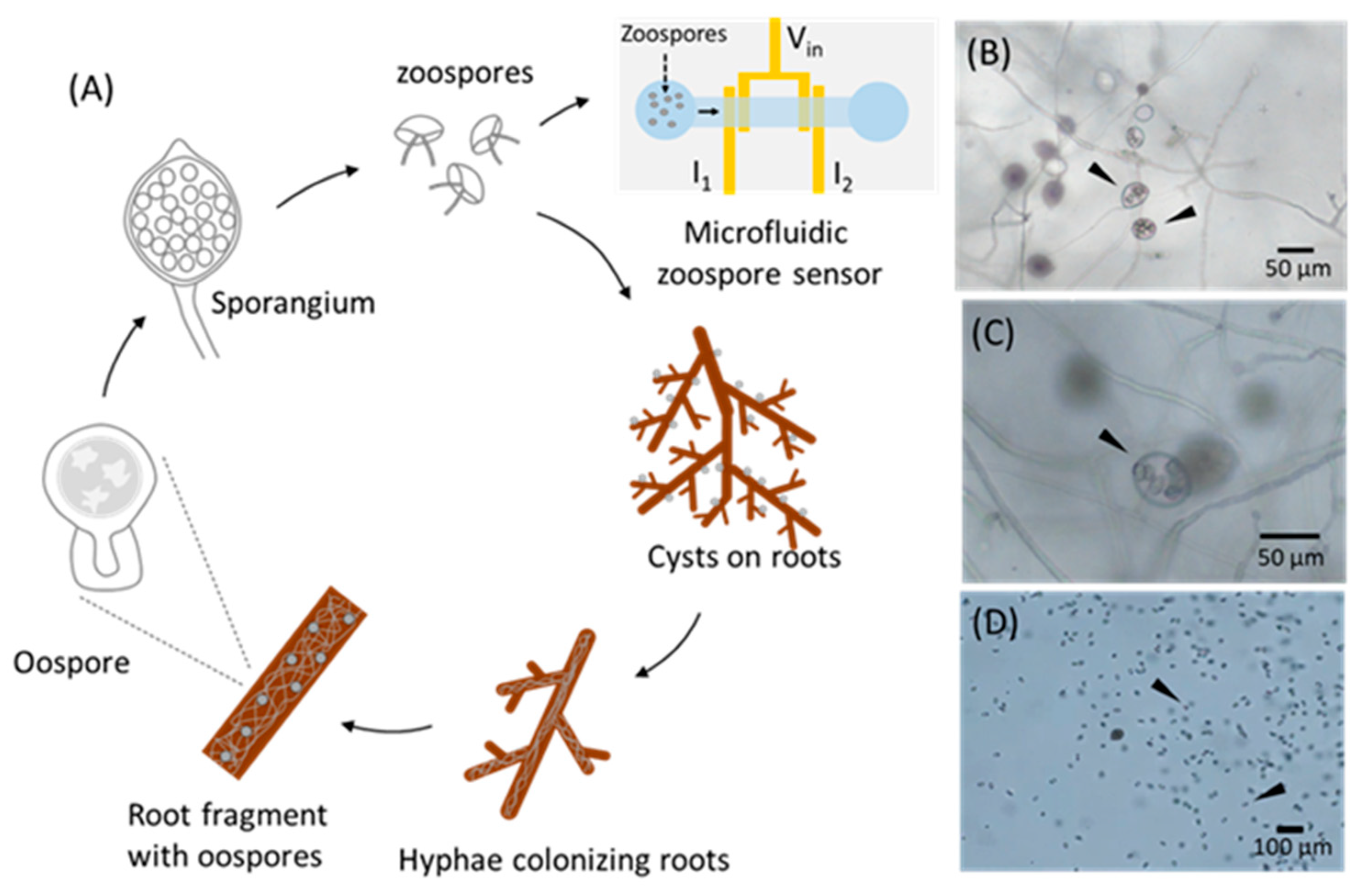 Biosensors 15 00131 g001