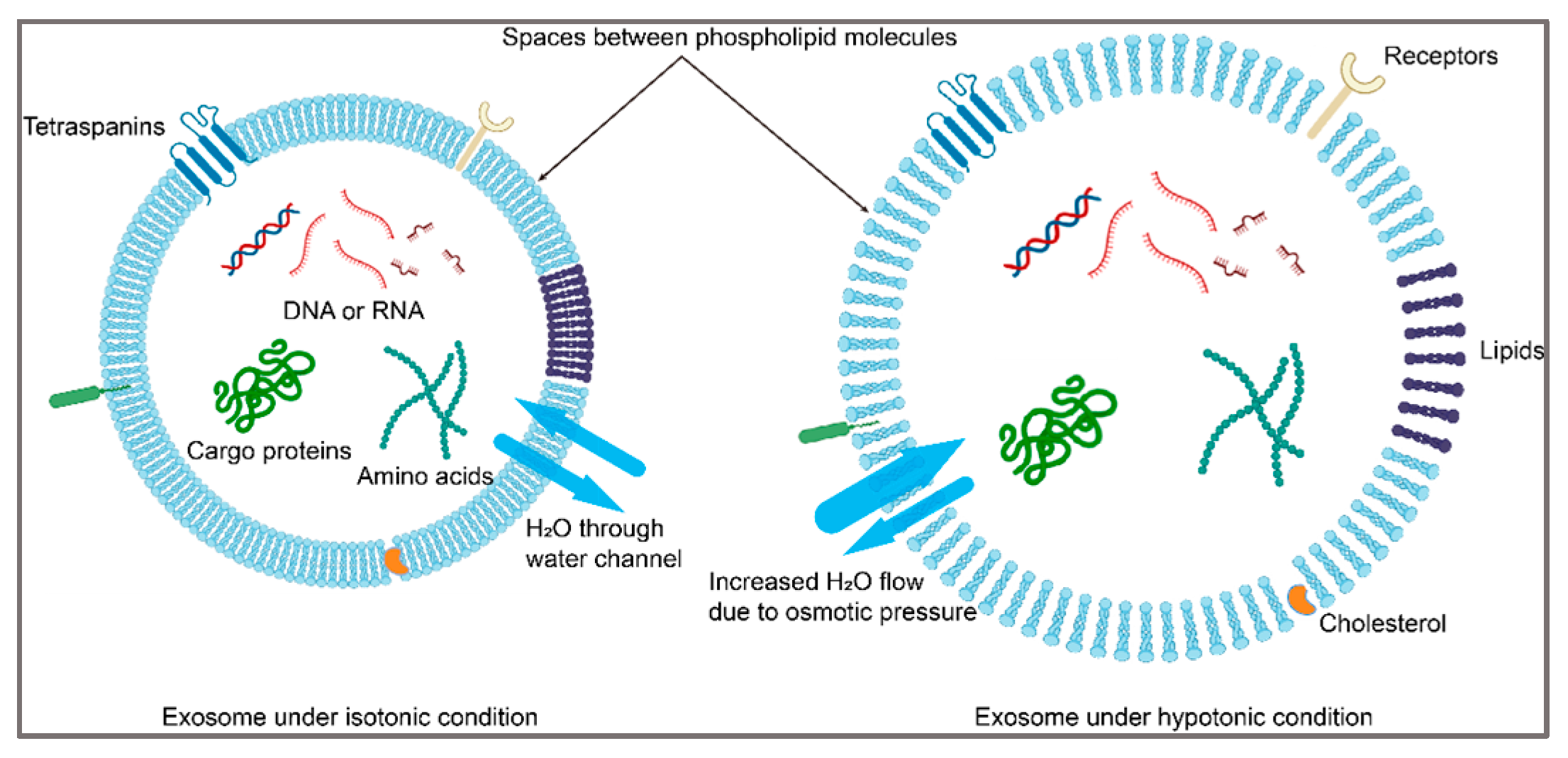 Biosensors 15 00141 g001