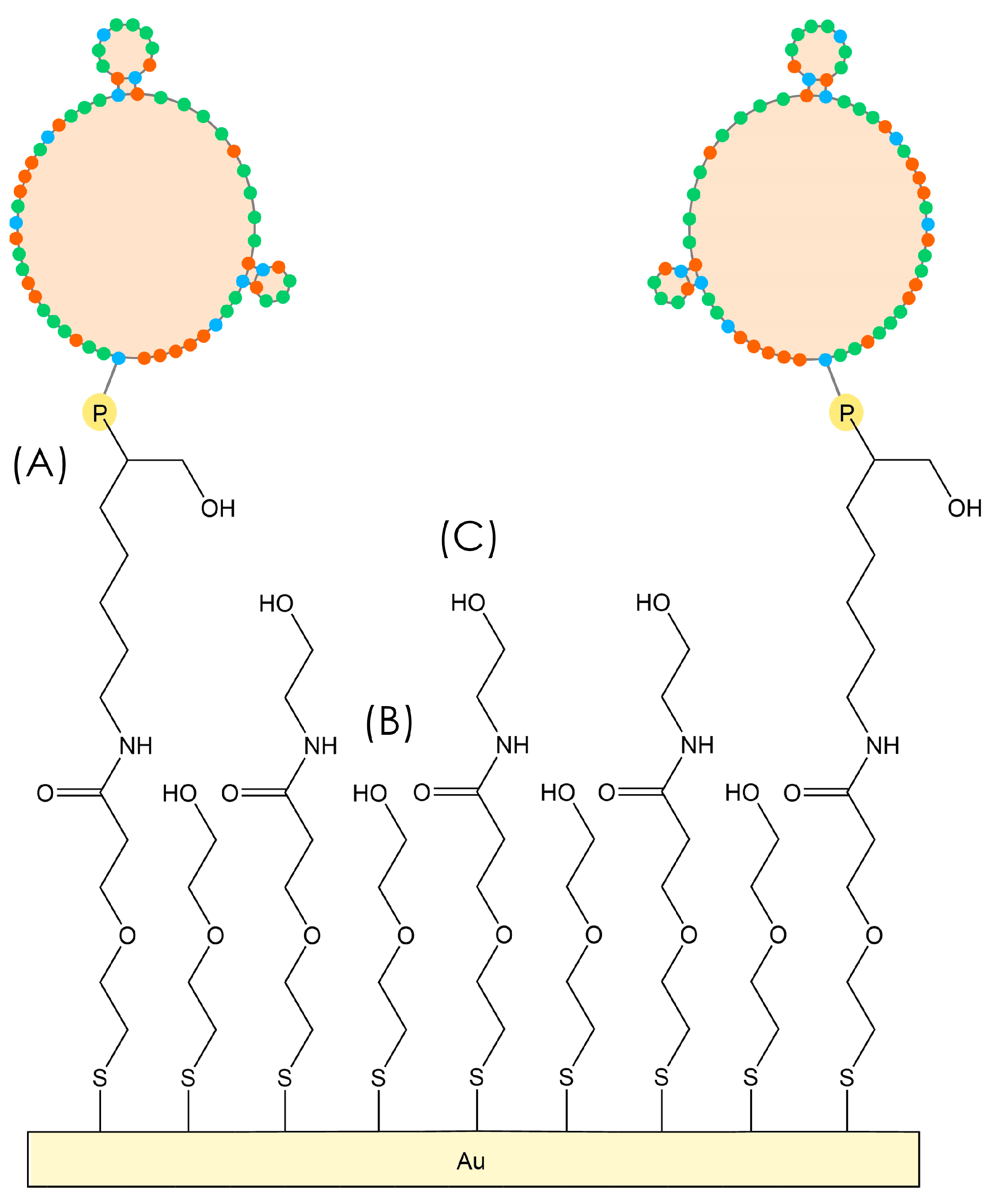 Biosensors 15 00146 g001