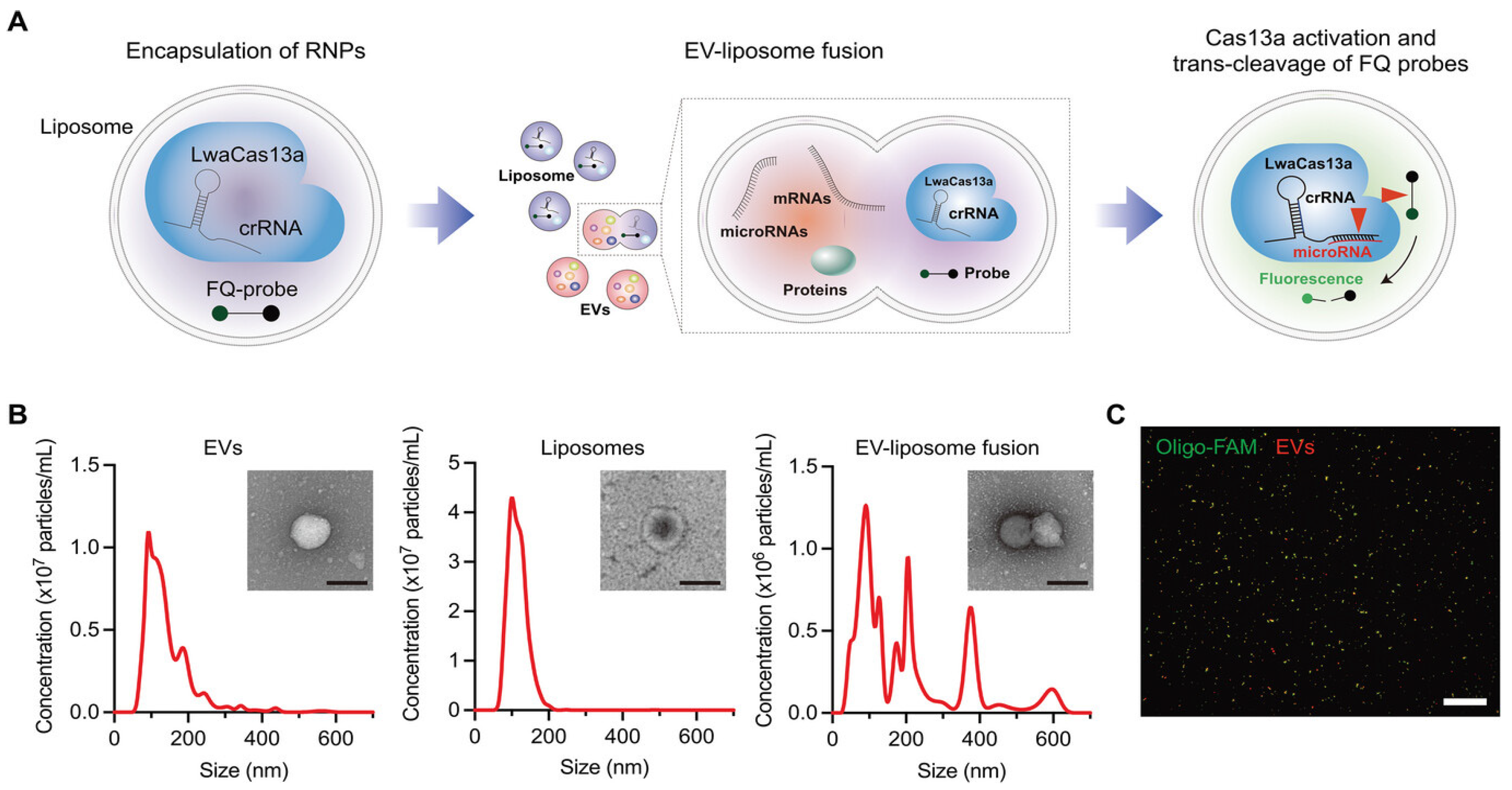 Biosensors 15 00165 g009