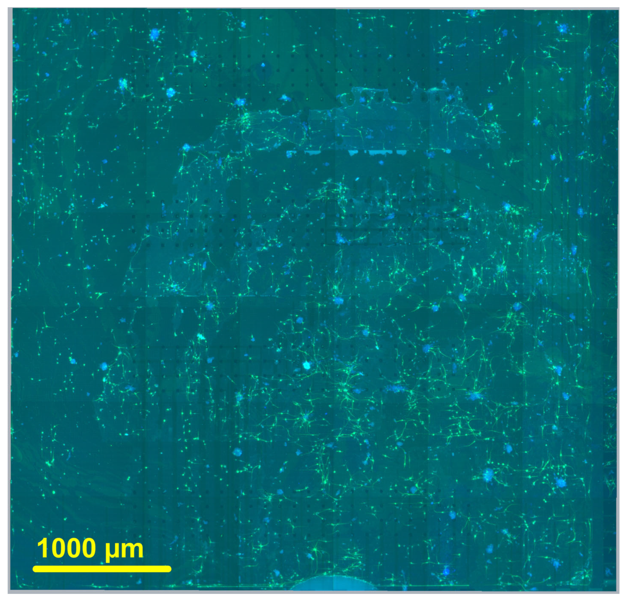 Biosensors 15 00224 g005