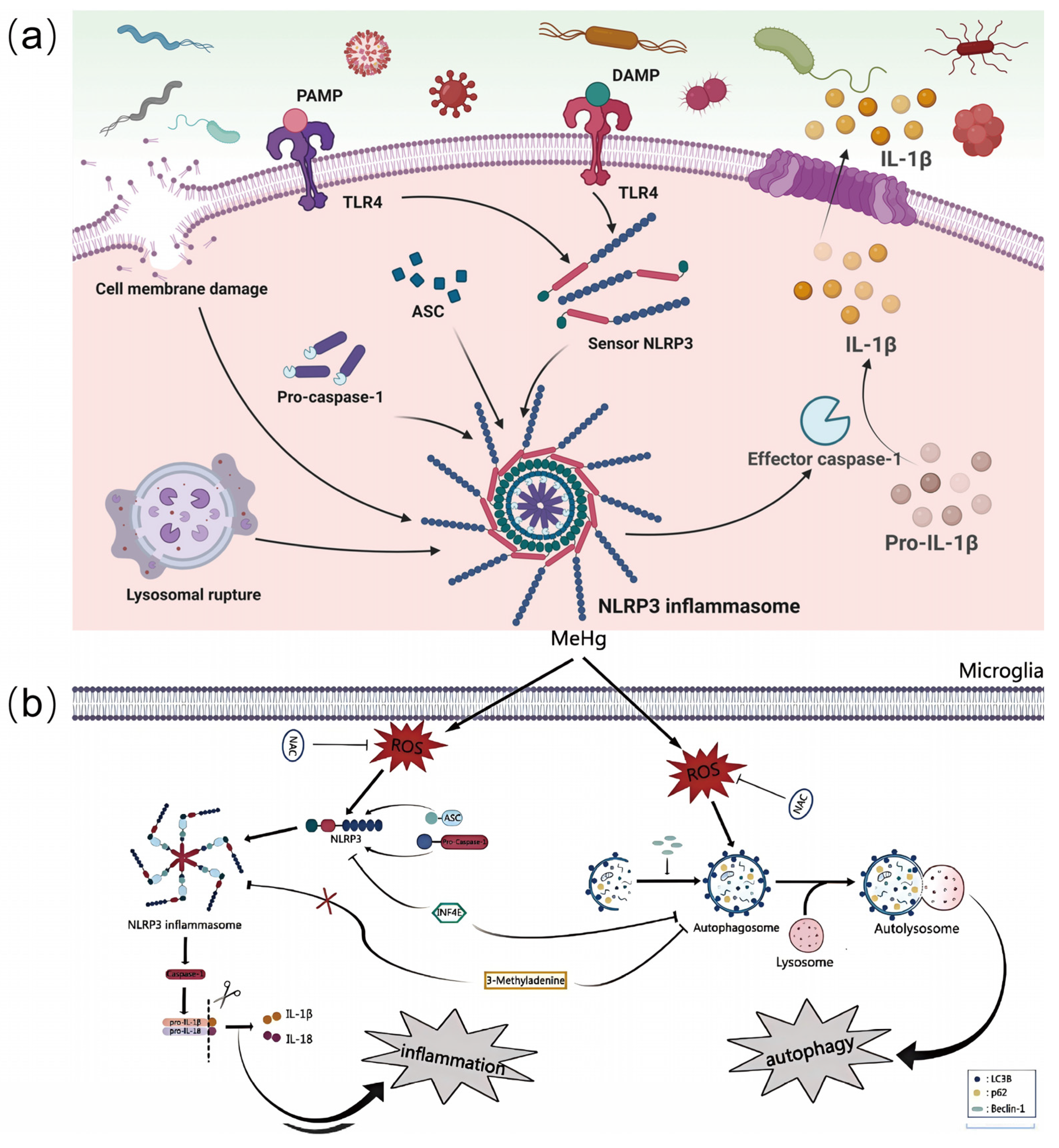 Biosensors 15 00242 g004