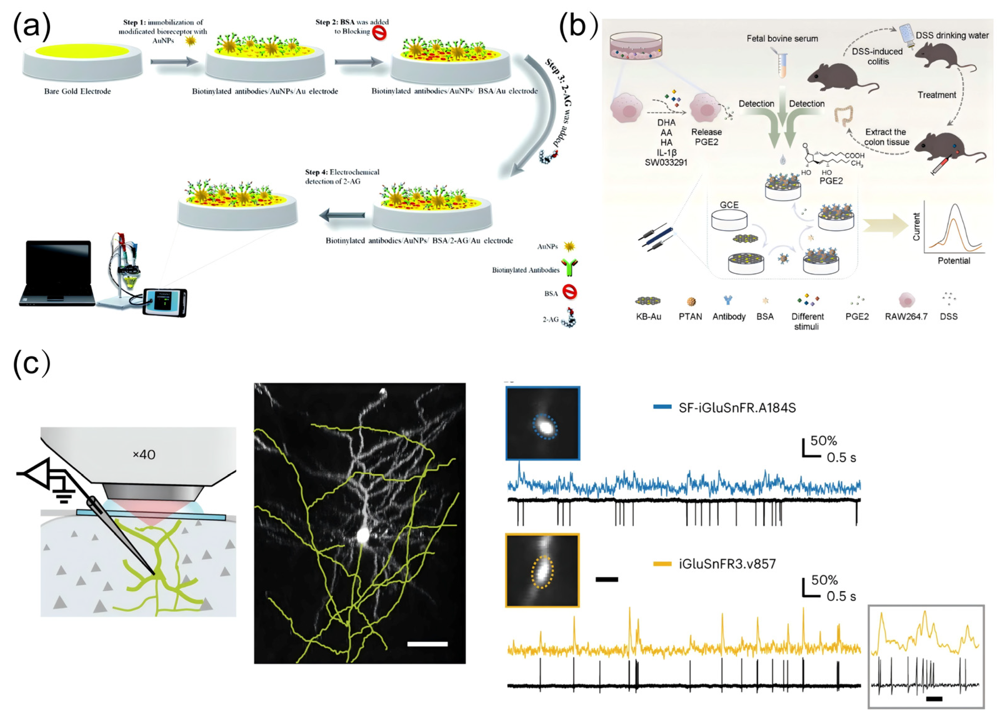 Biosensors 15 00242 g008