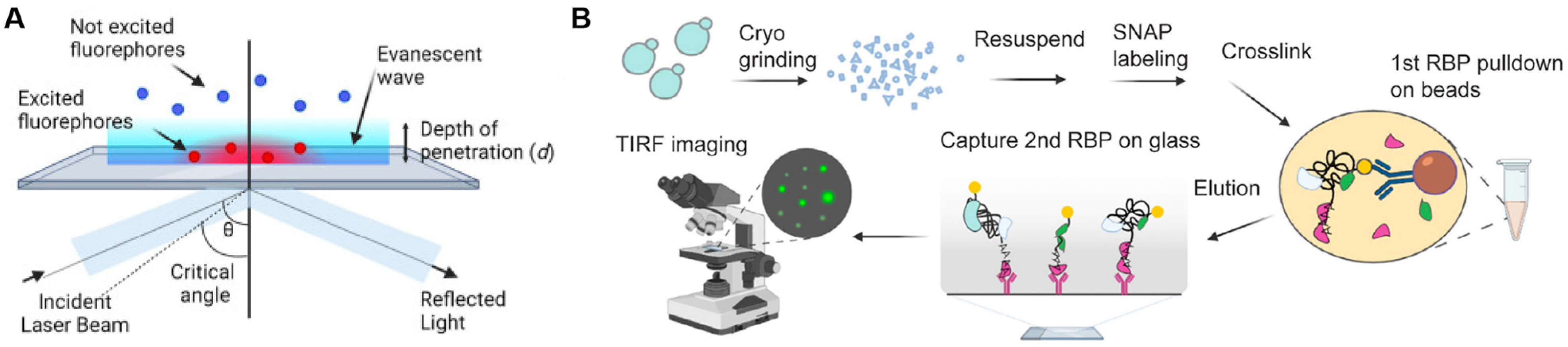 Biosensors 15 00283 g002