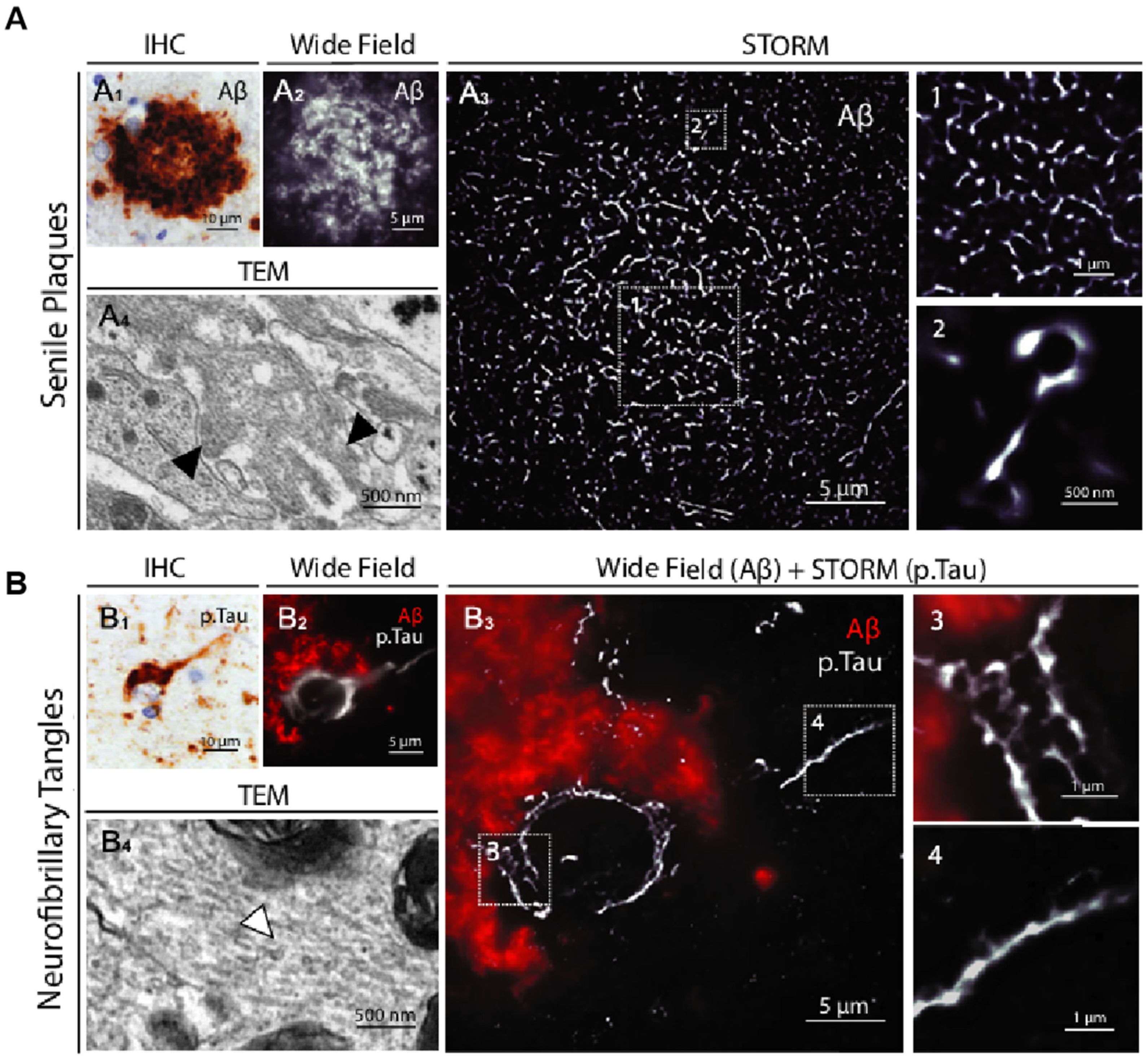 Biosensors 15 00283 g007