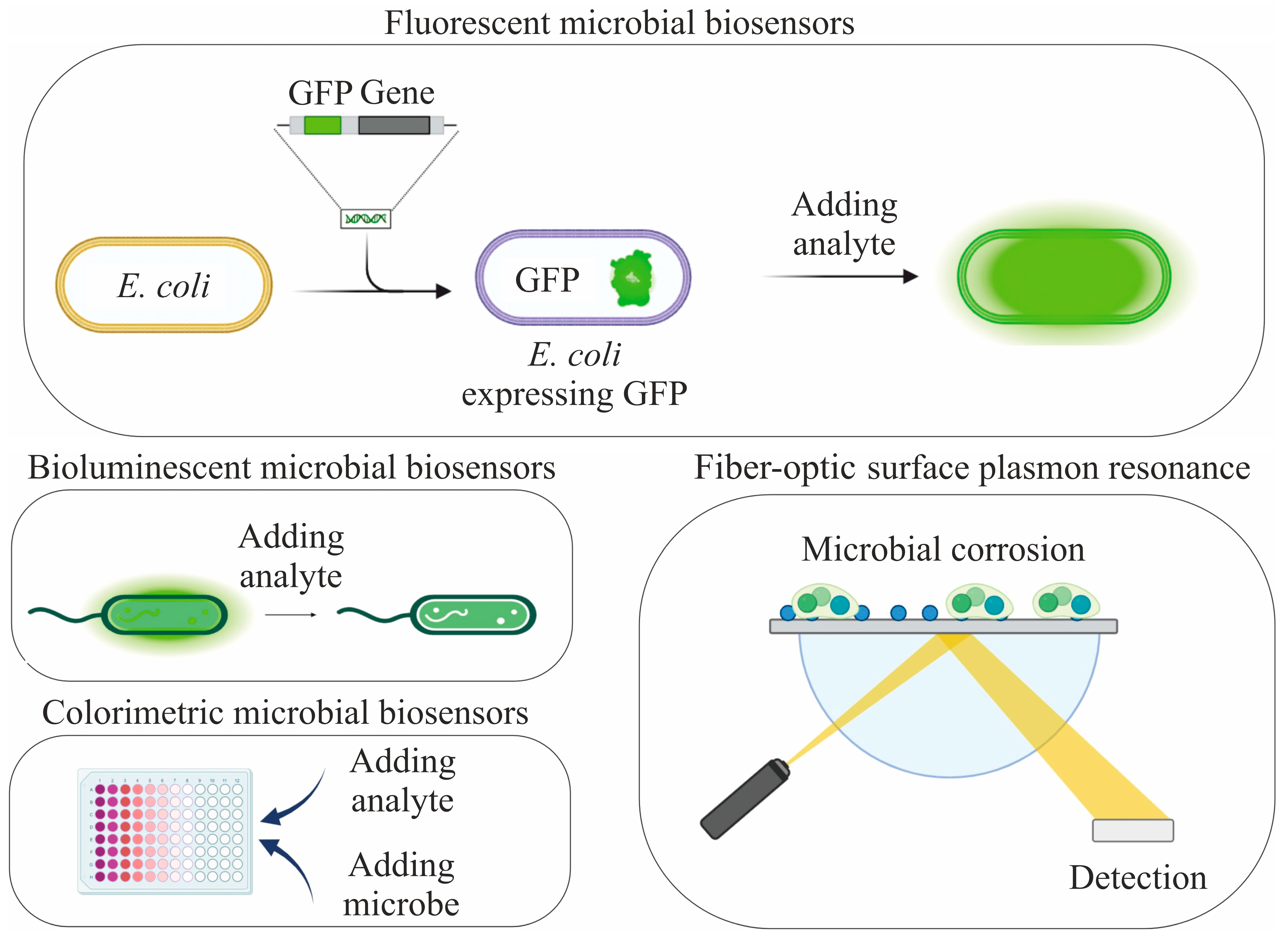 Biosensors 15 00290 g002