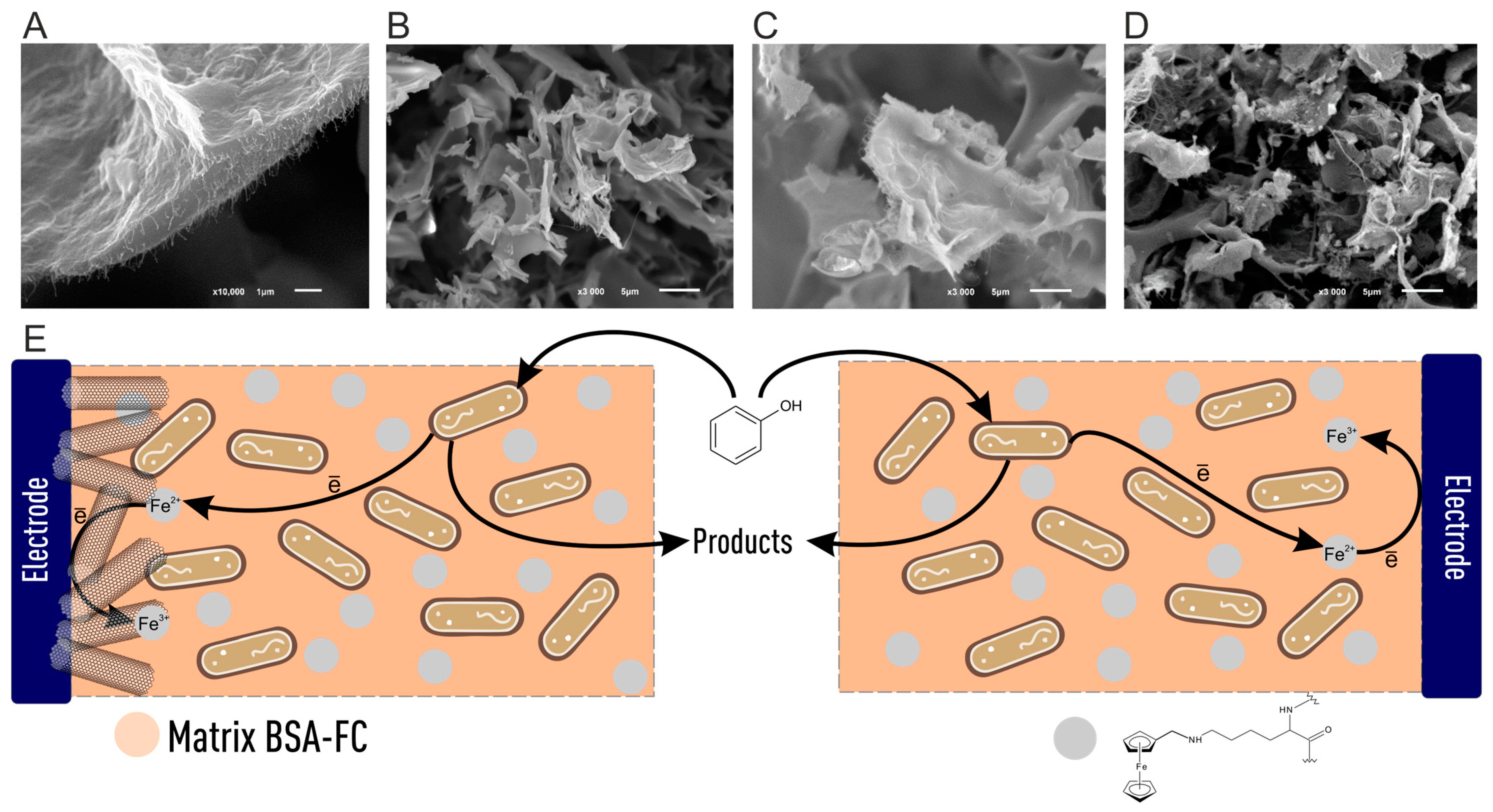 Biosensors 15 00290 g013