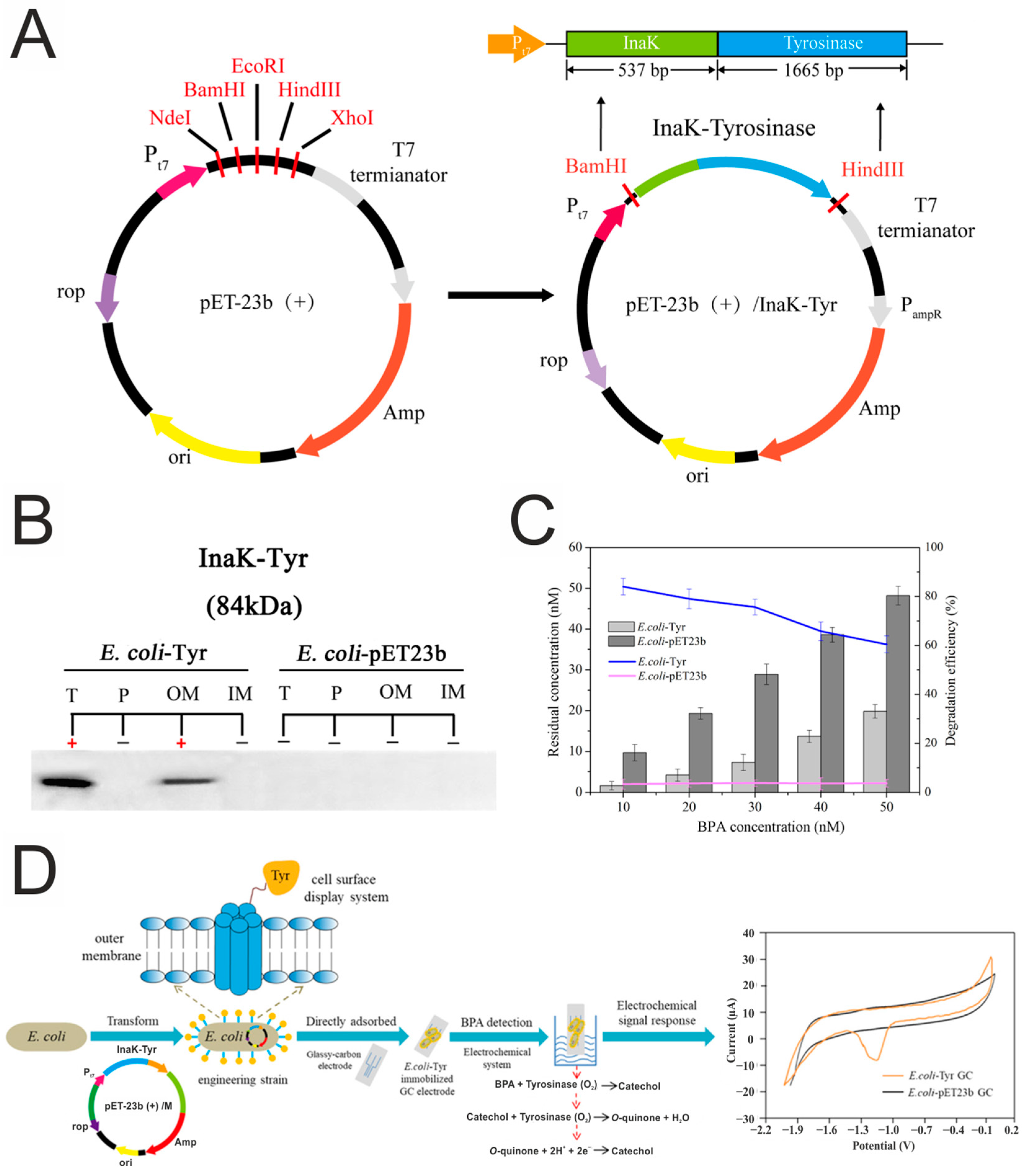 Biosensors 15 00290 g015